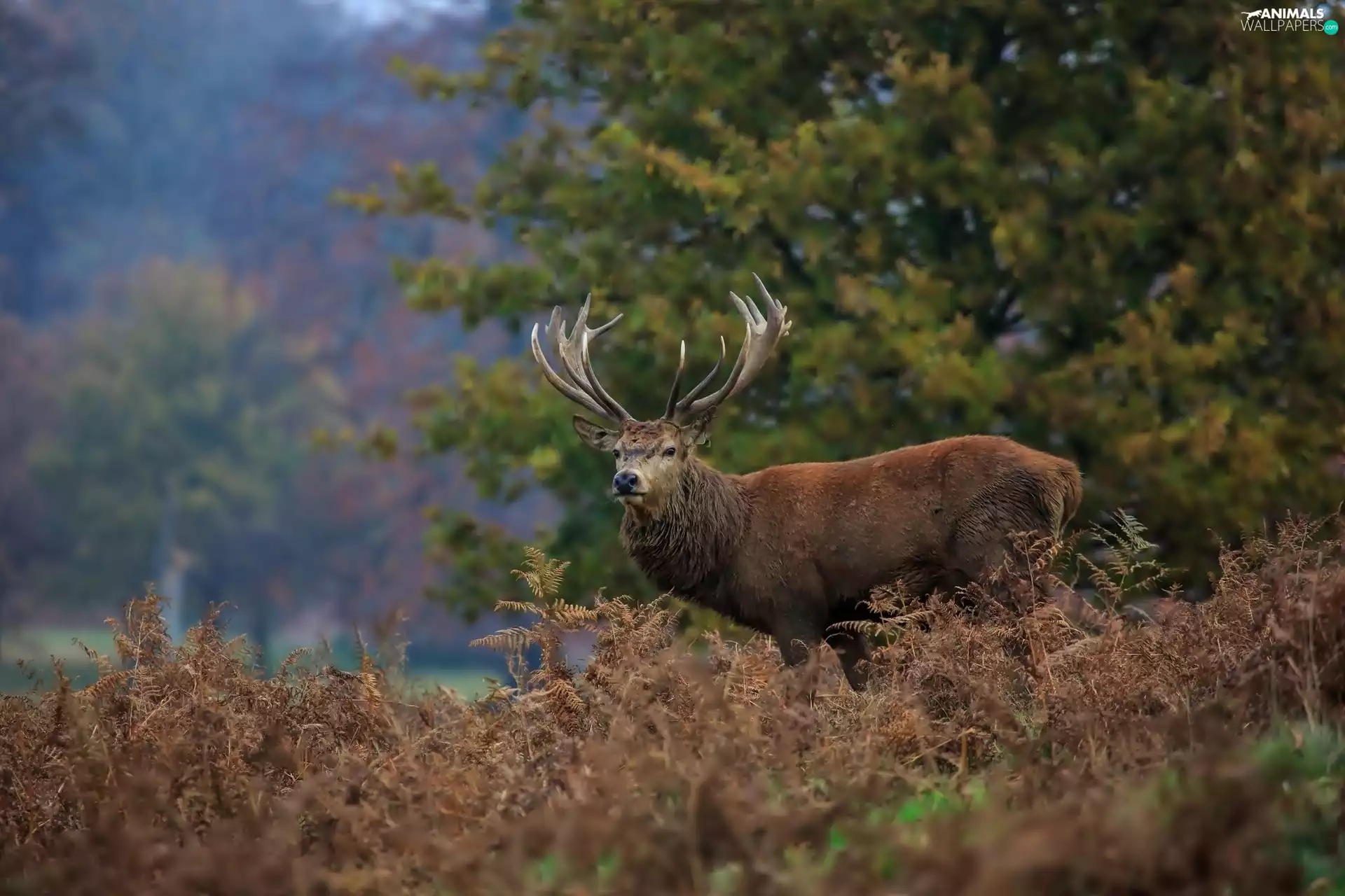 forest, deer, antlers