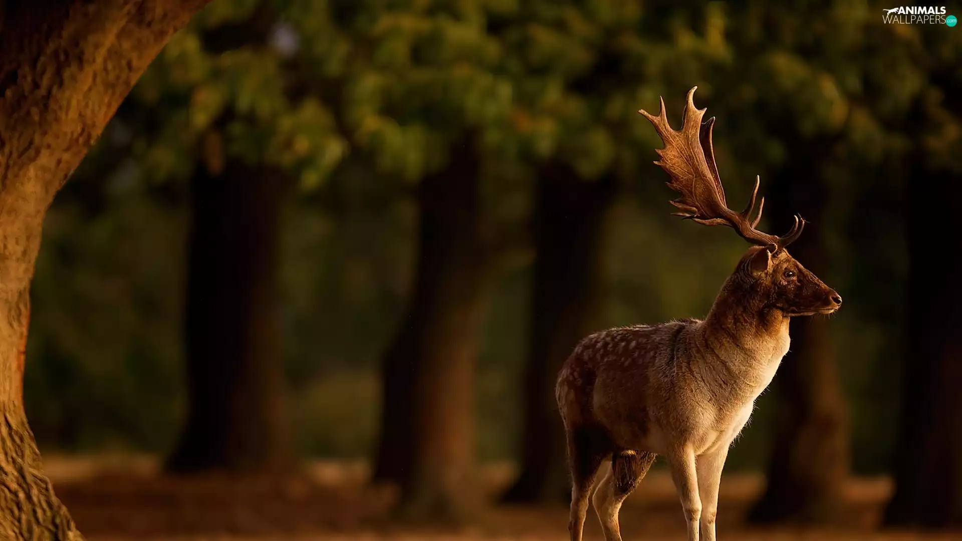 forest, deer, antlers