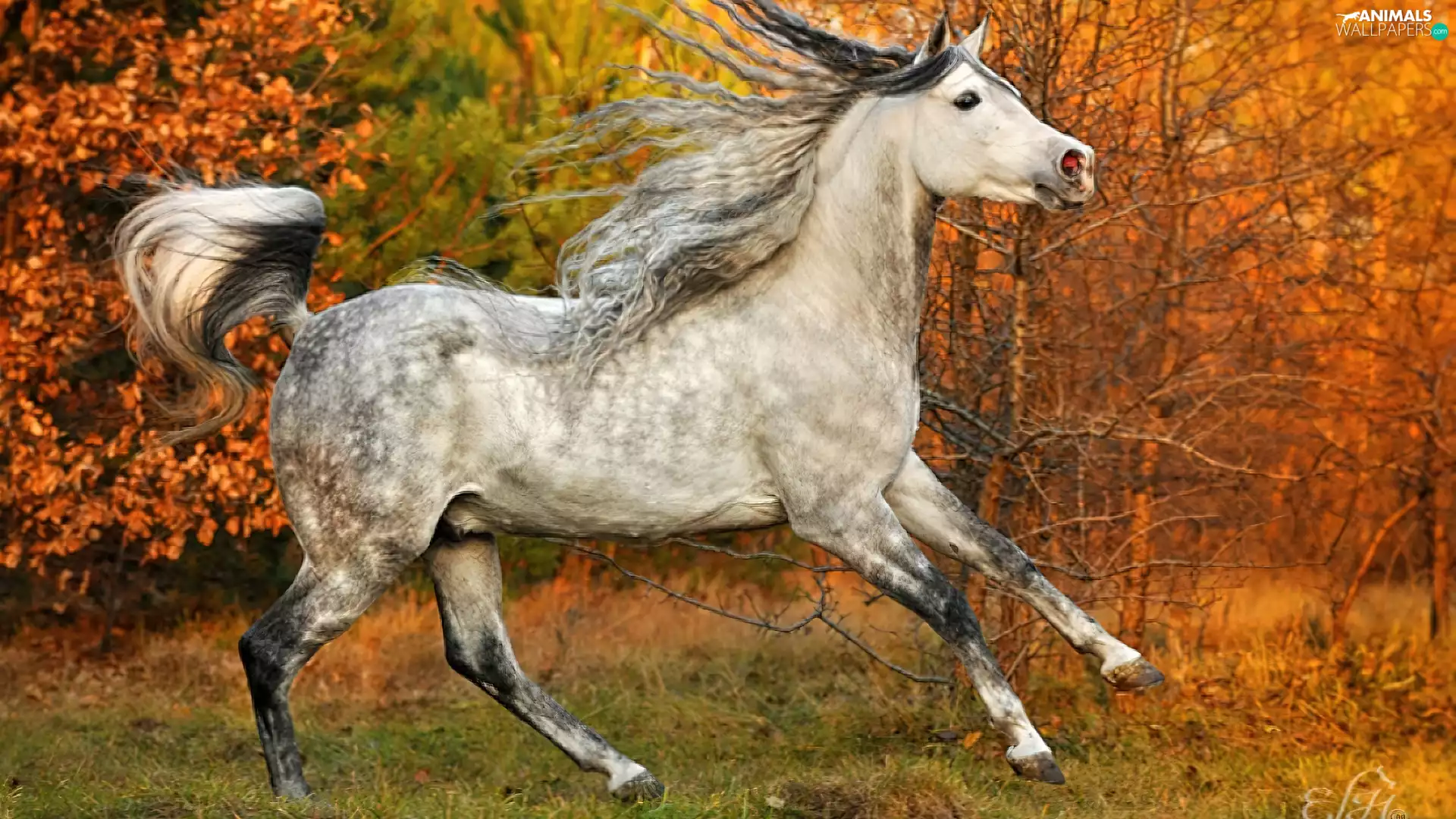 forest, Horse, autumn