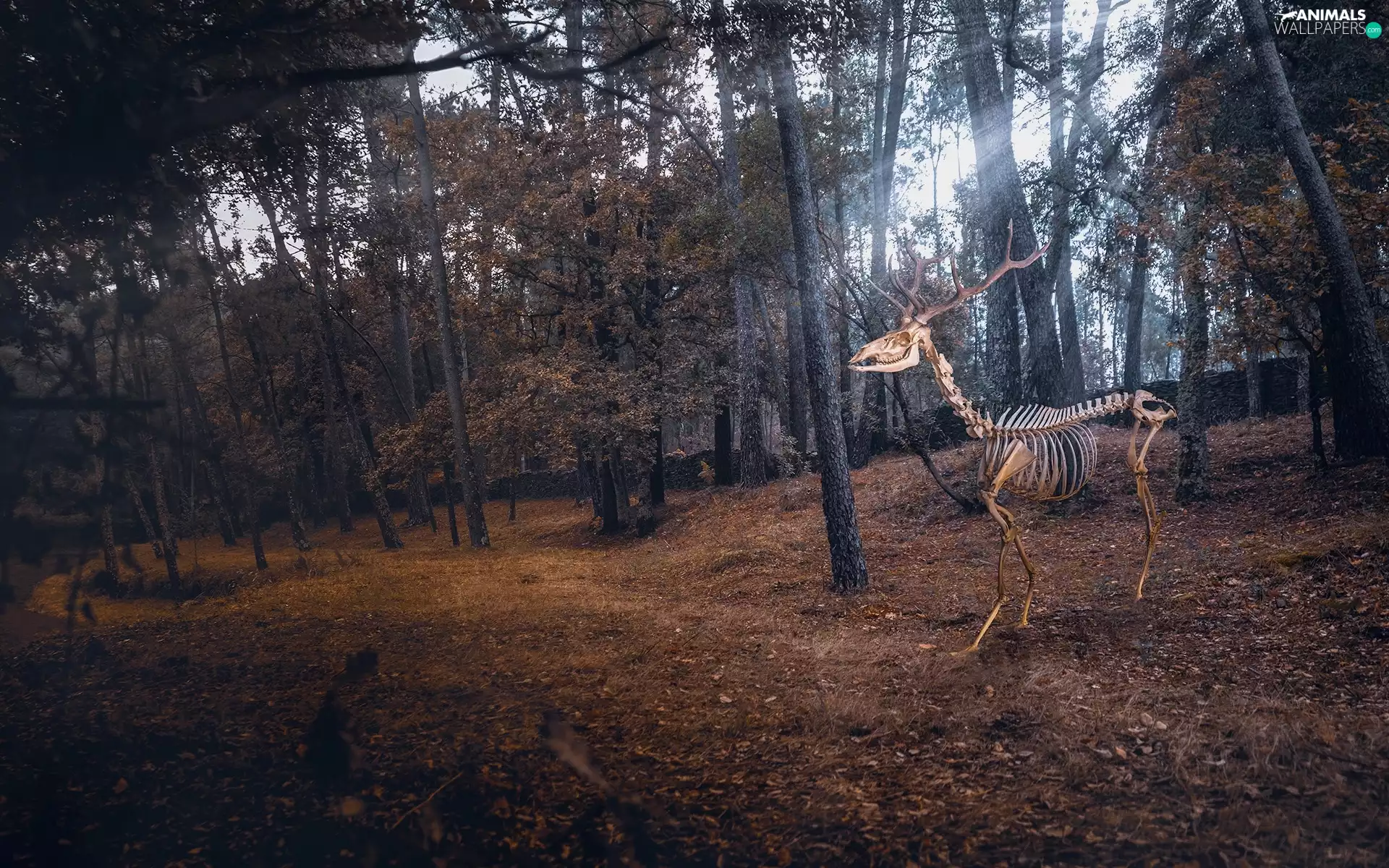 autumn, deer, skeleton, forest