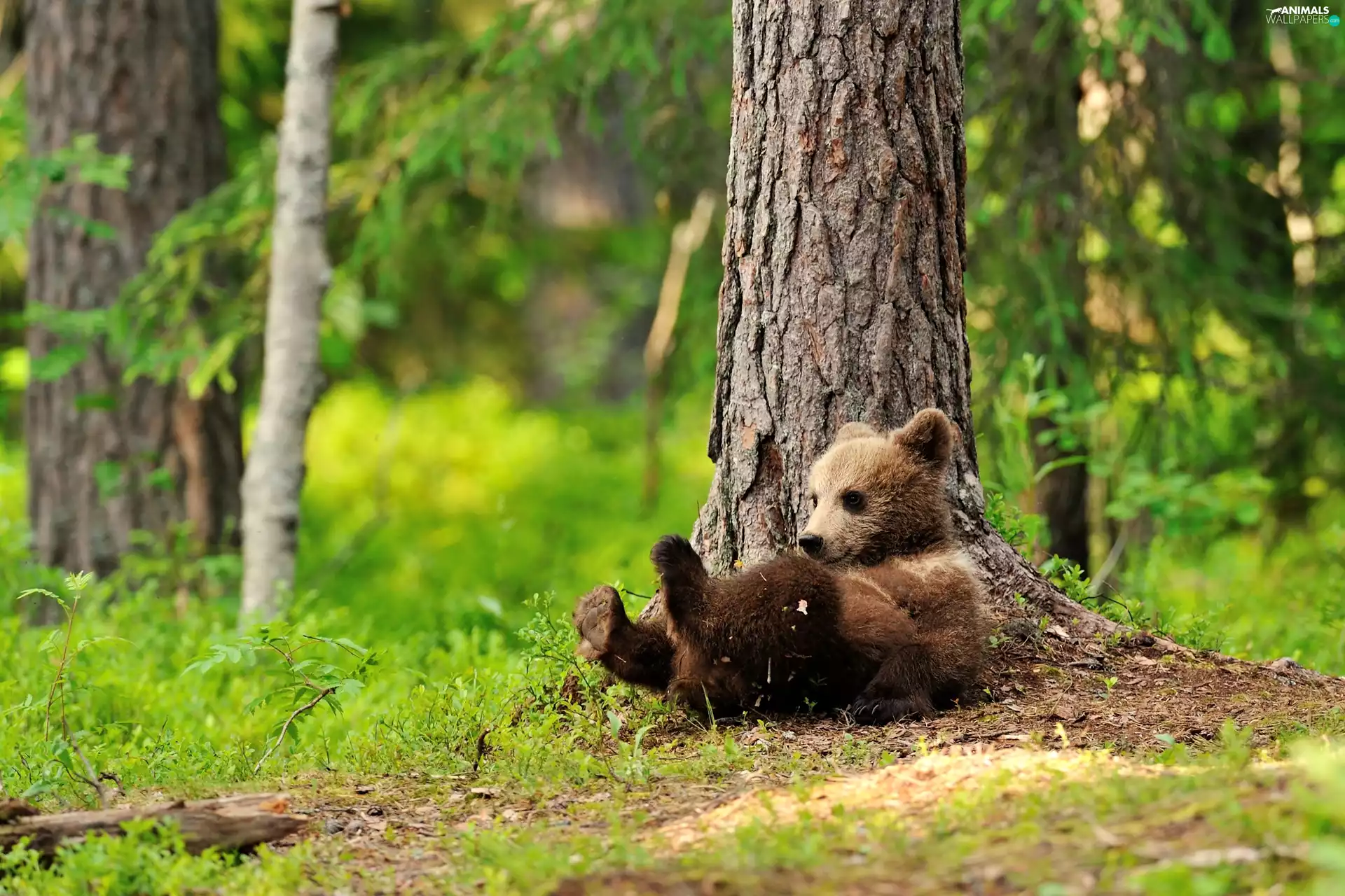trees, viewes, brown, forest, little bear