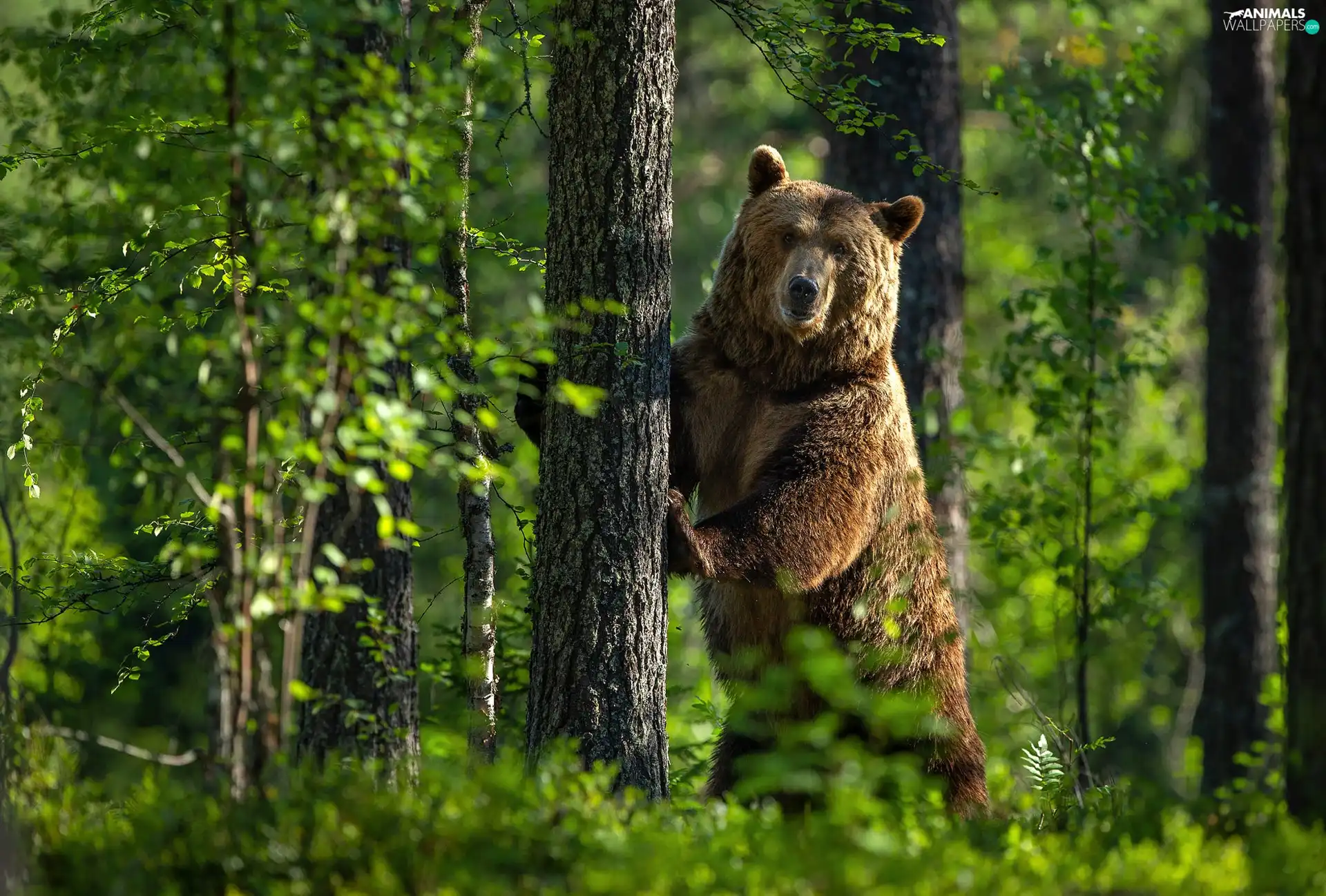 Bear, trees, green, forest