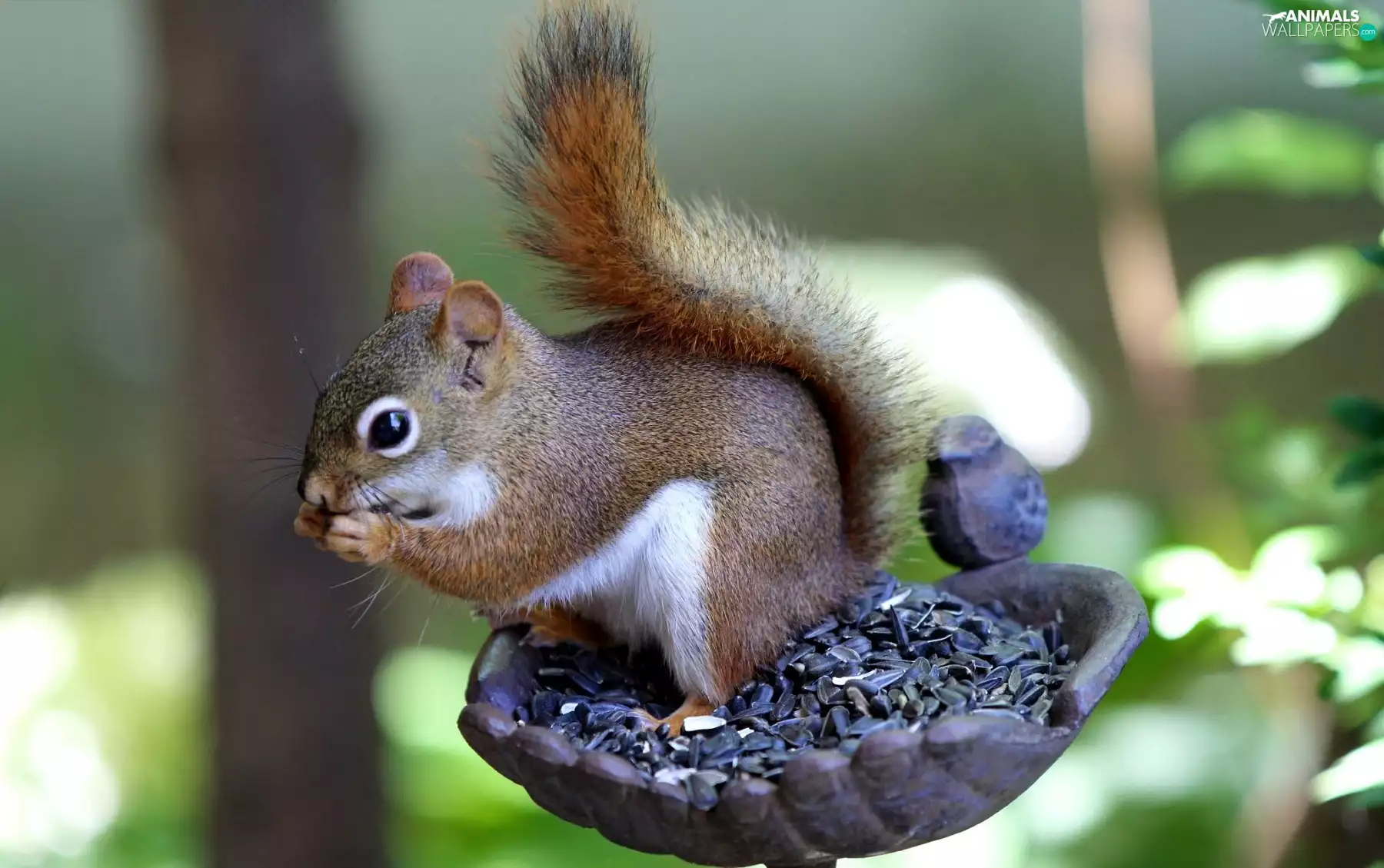 sunflower, forest, Bird, grains, squirrel