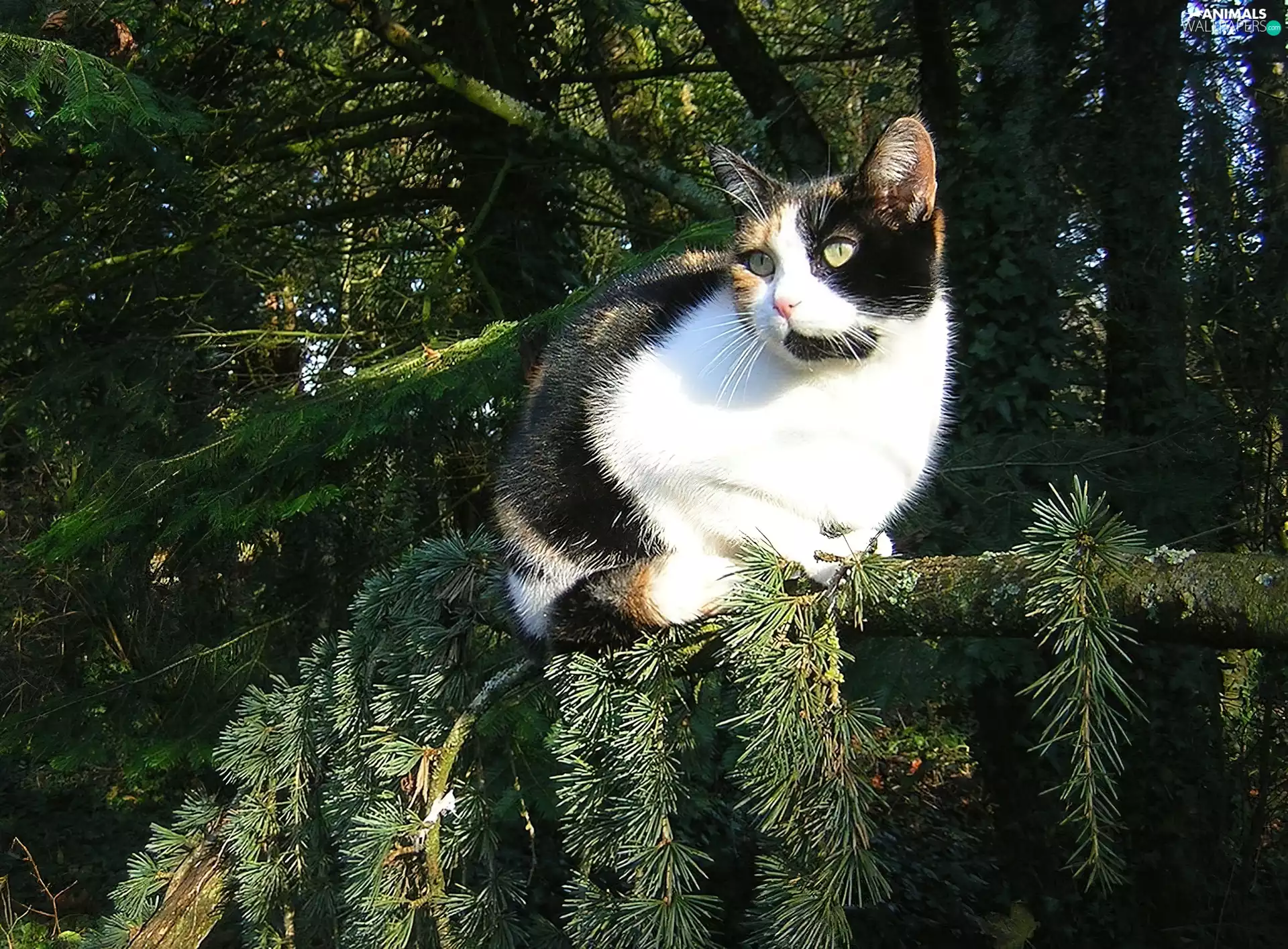 forest, kitten, Calico
