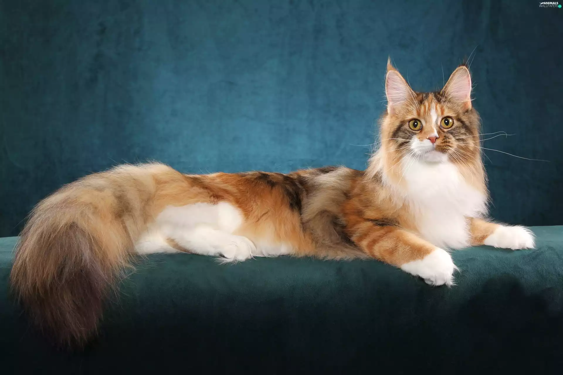 Norwegian Forest Cat, fluffy, cat