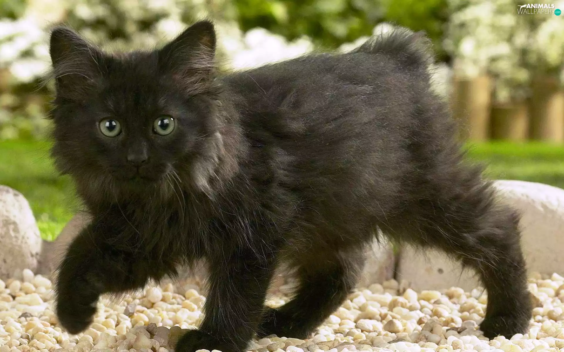 Norwegian Forest Cat, Black, kitten