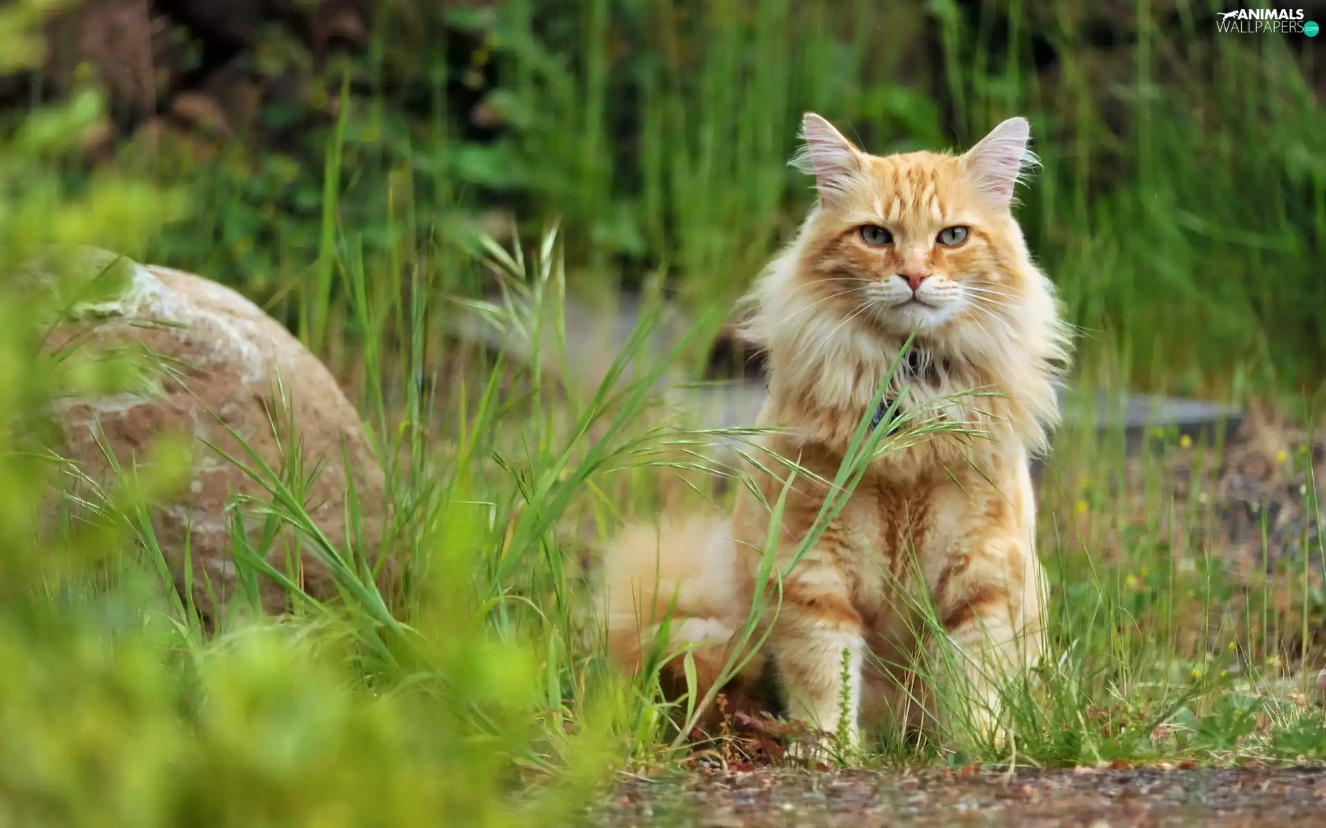 cat, grass, Rocks, forest