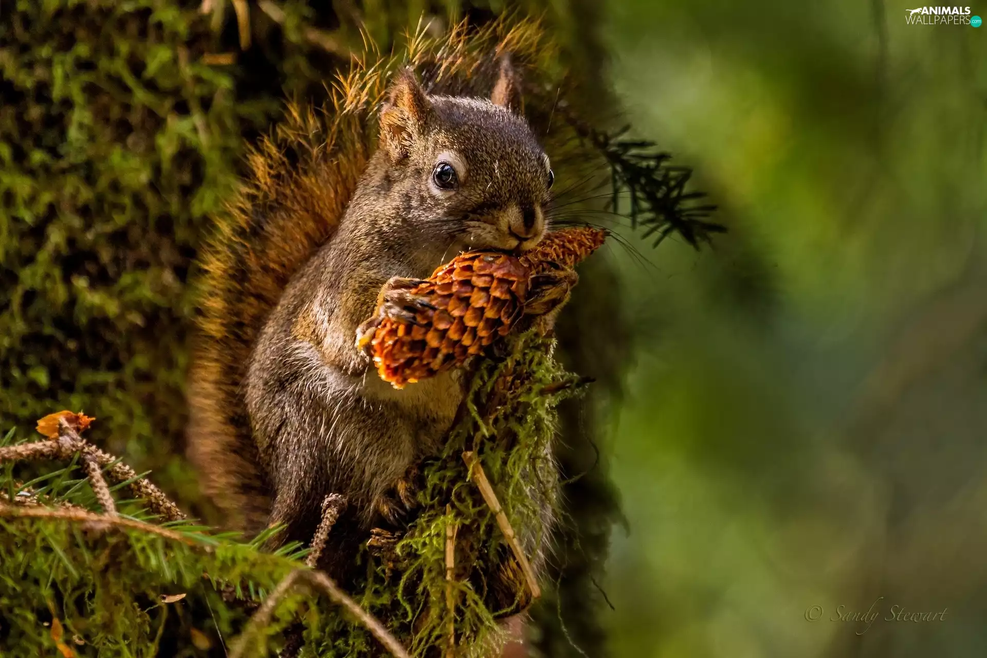 forest, squirrel, cone