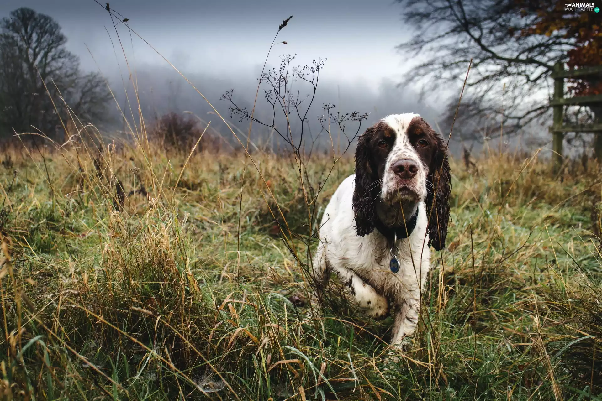 Meadow, trees, dawn, viewes, Fog, wander, Spaniel, forest