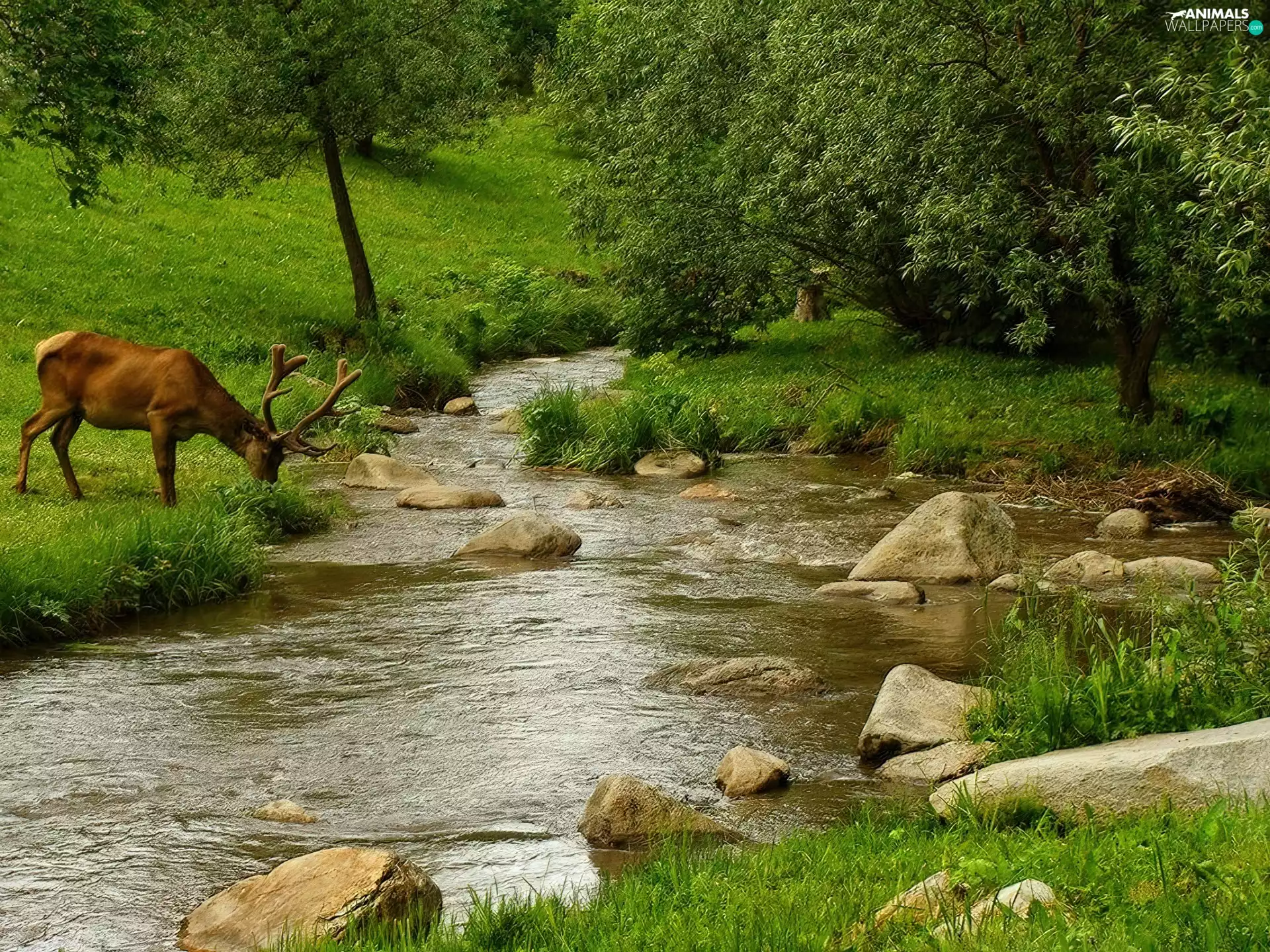 deer, Meadow, River, forest
