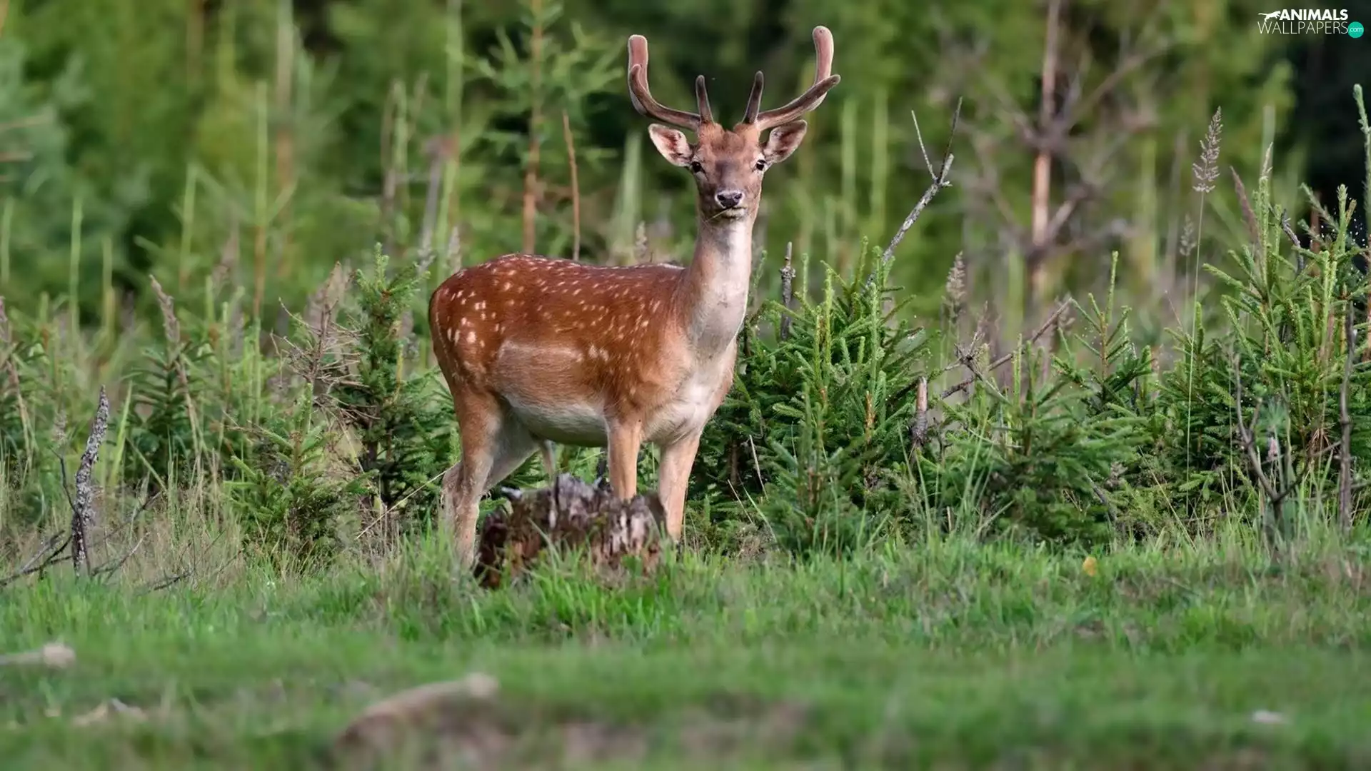 deer, young, Sapling, forest