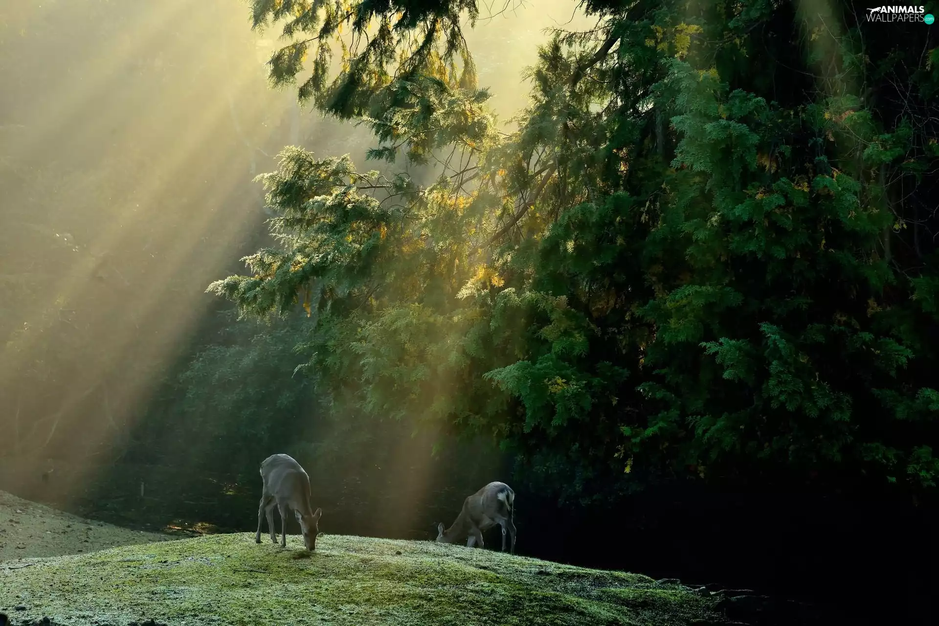 deer, rays, sun, forest
