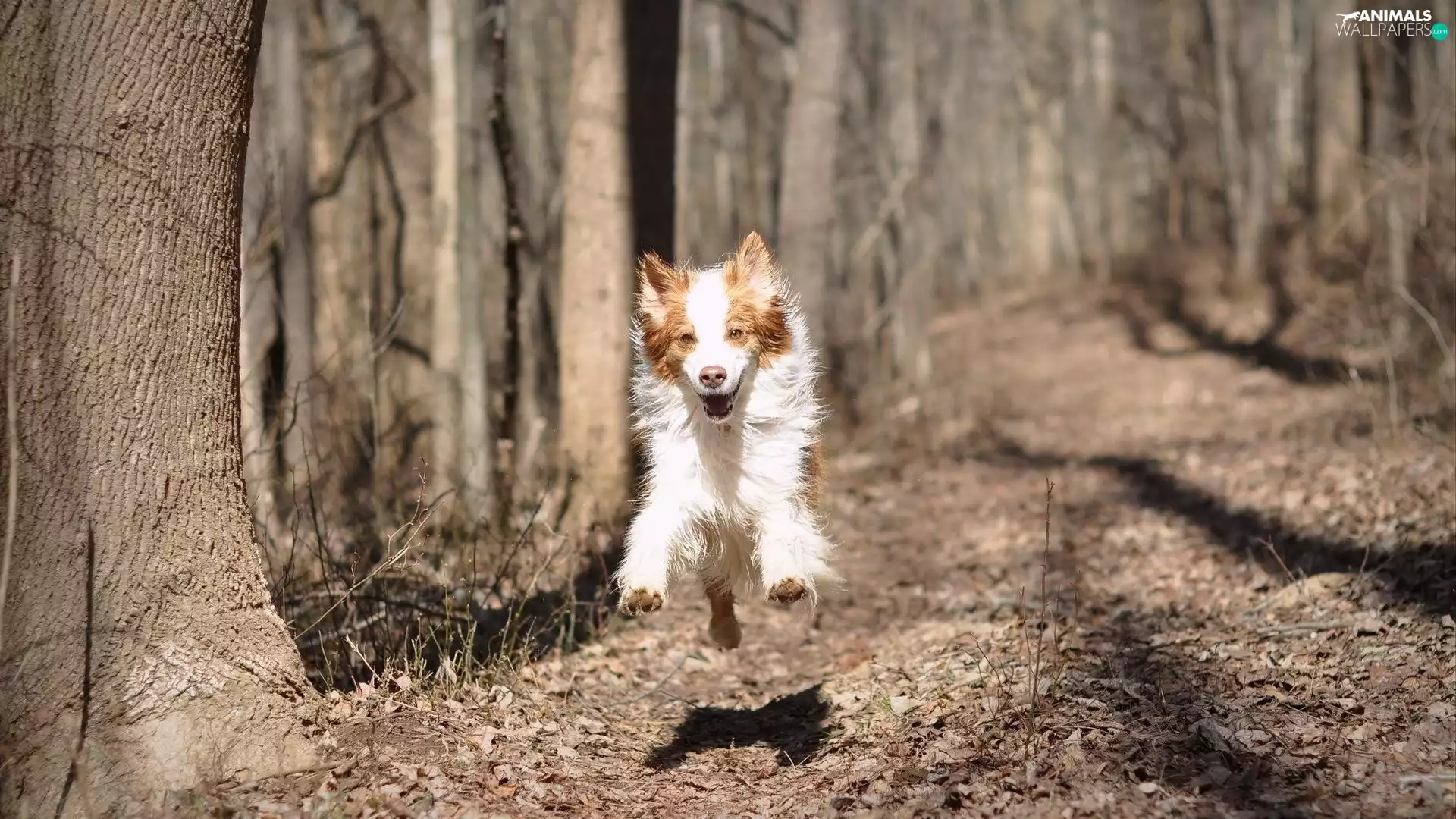 forest, running, dog