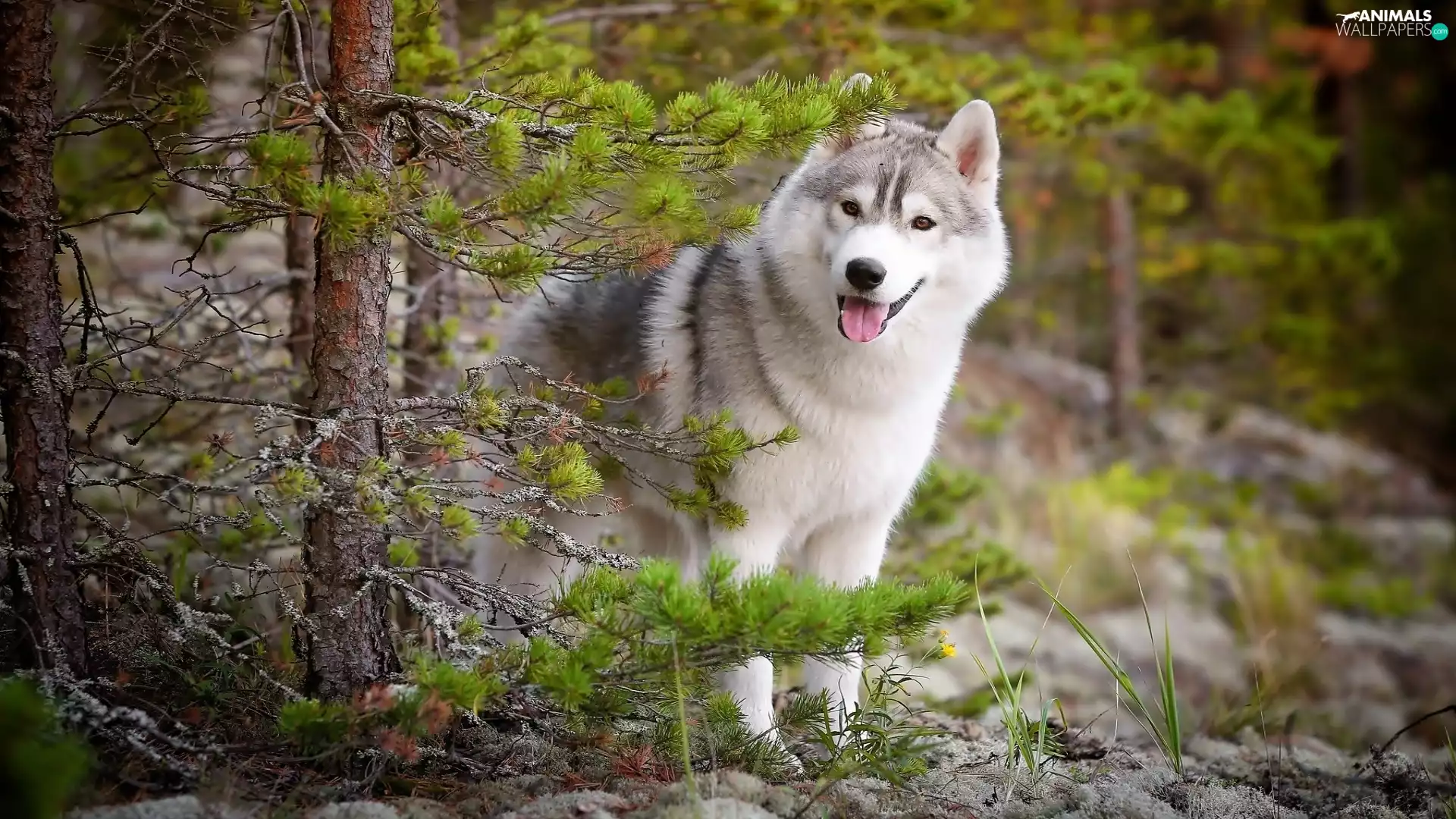 forest, happy, doggy
