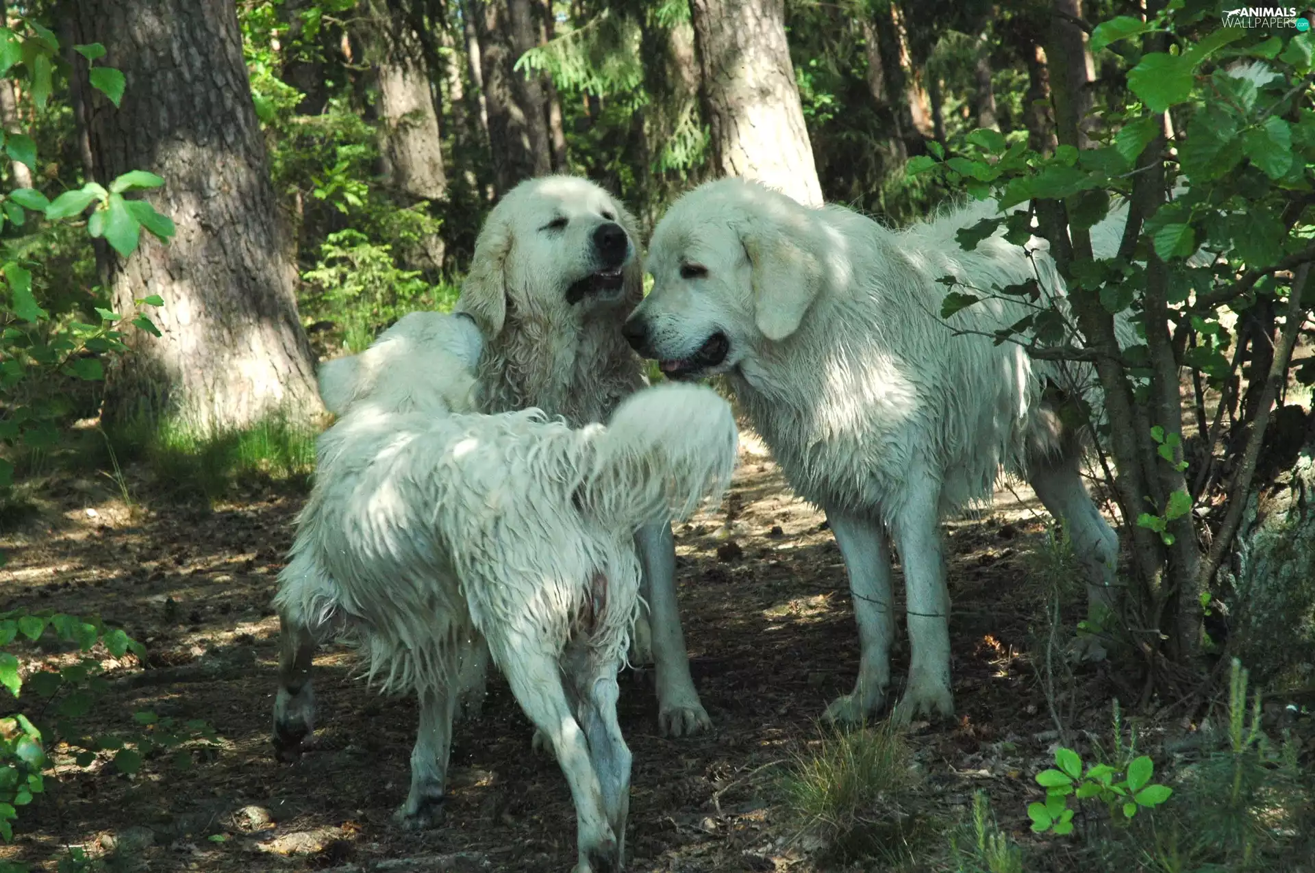 forest, dirty, Dogs