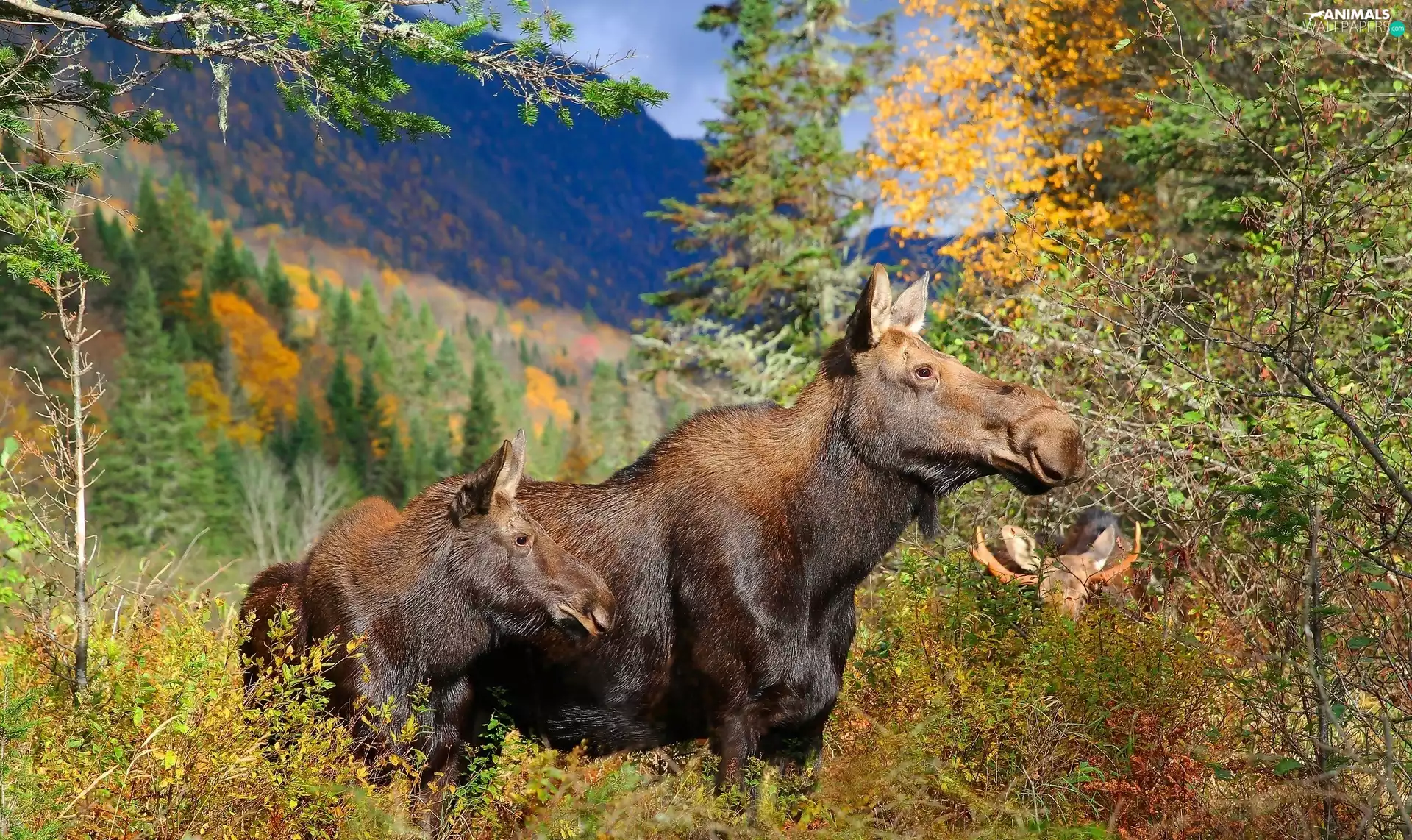 Elk, Mountains, autumn, forest