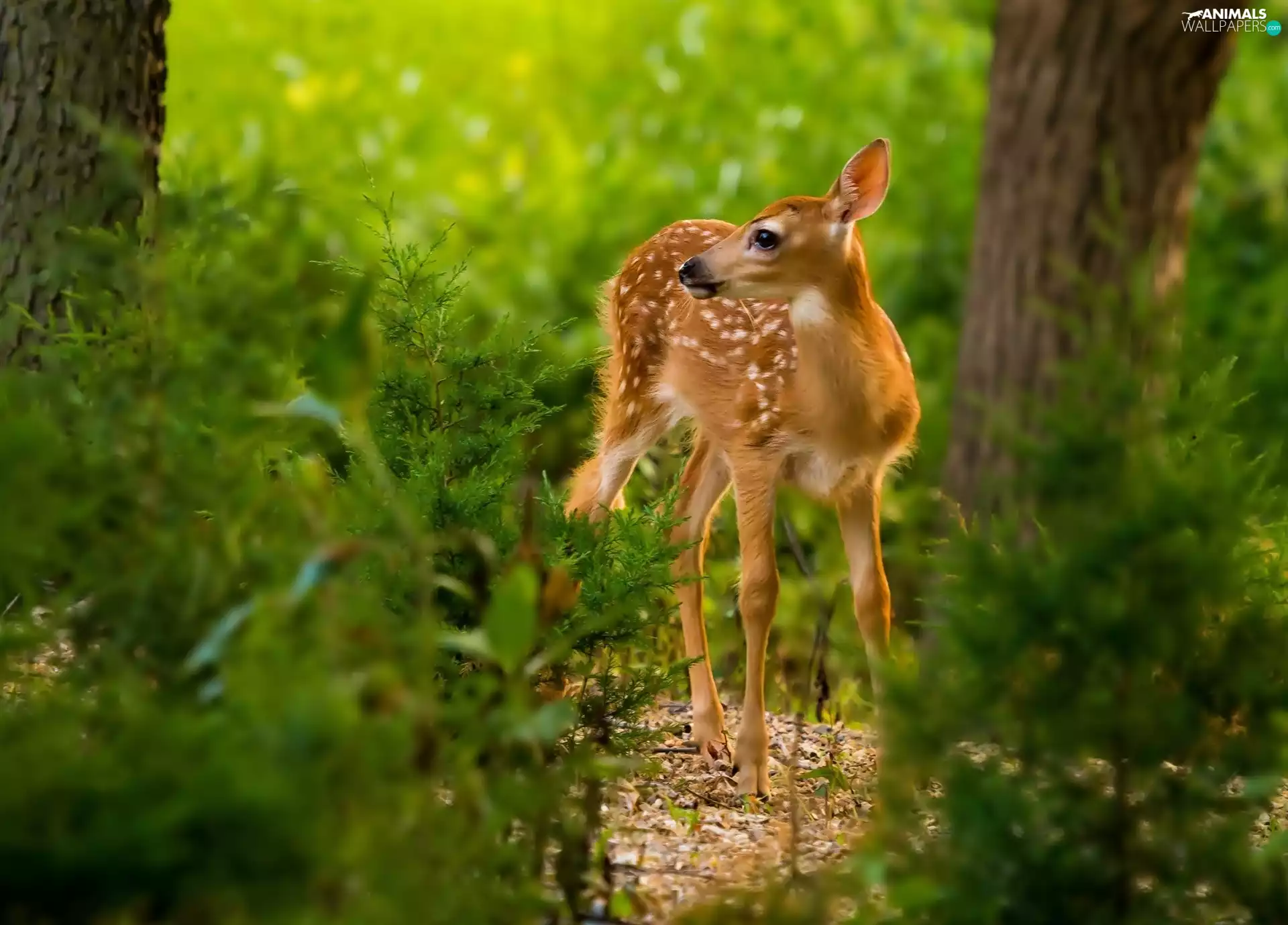 forest, young, fawn