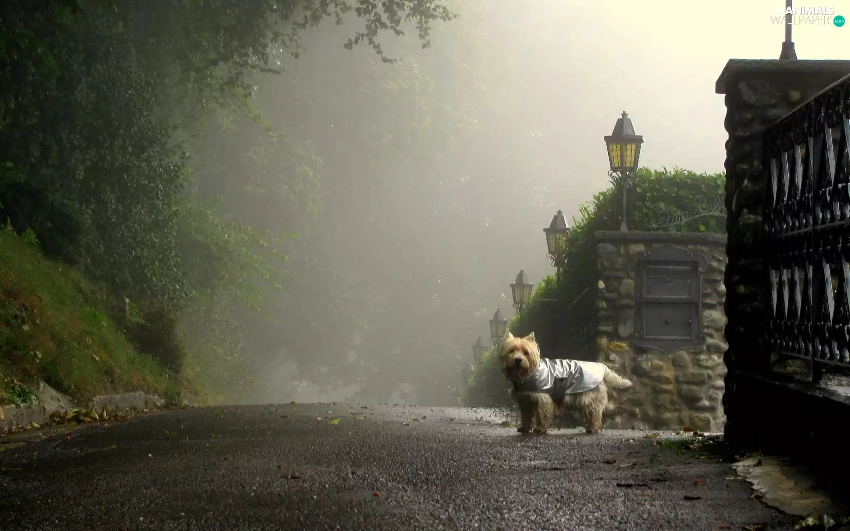 Fog, forest, fence, Way, dog