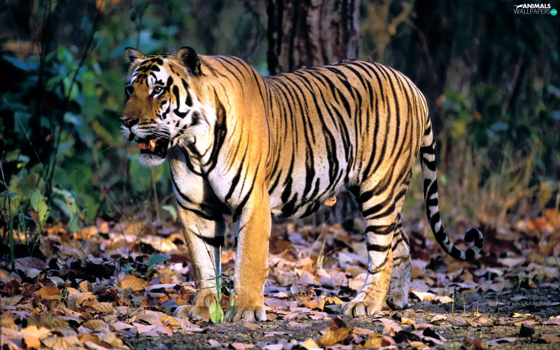 ligh, Leaf, flash, forest, tiger, sun, luminosity