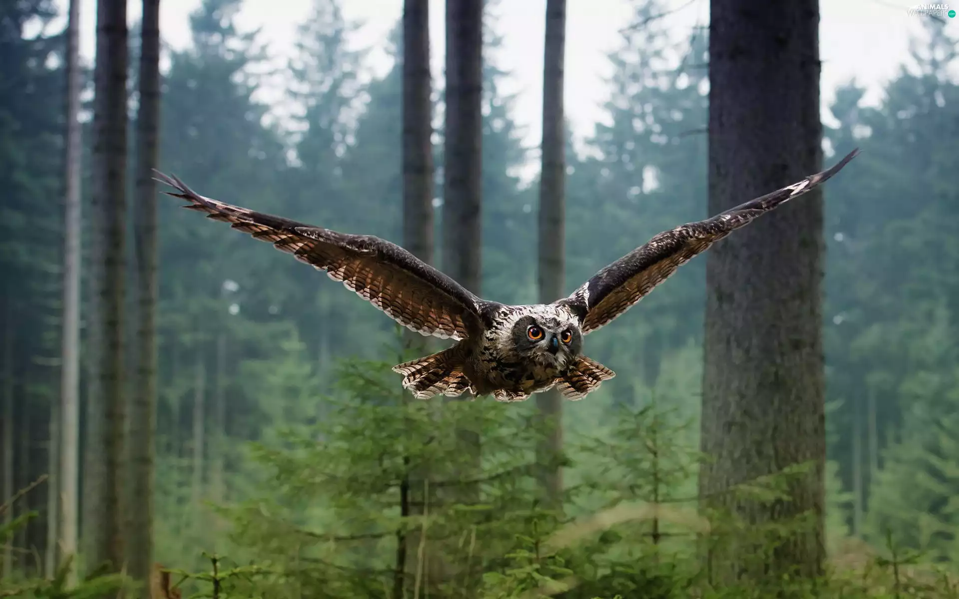forest, owl, flight