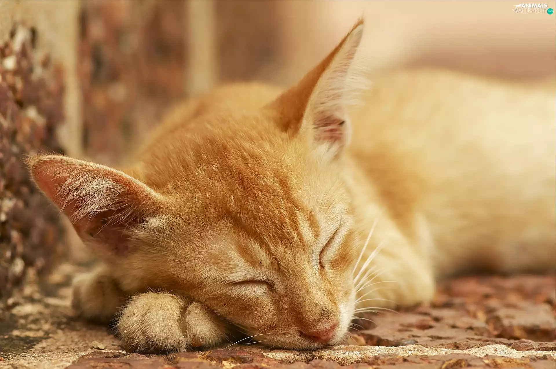 cat, Spi, Norwegian Forest Cat, ginger