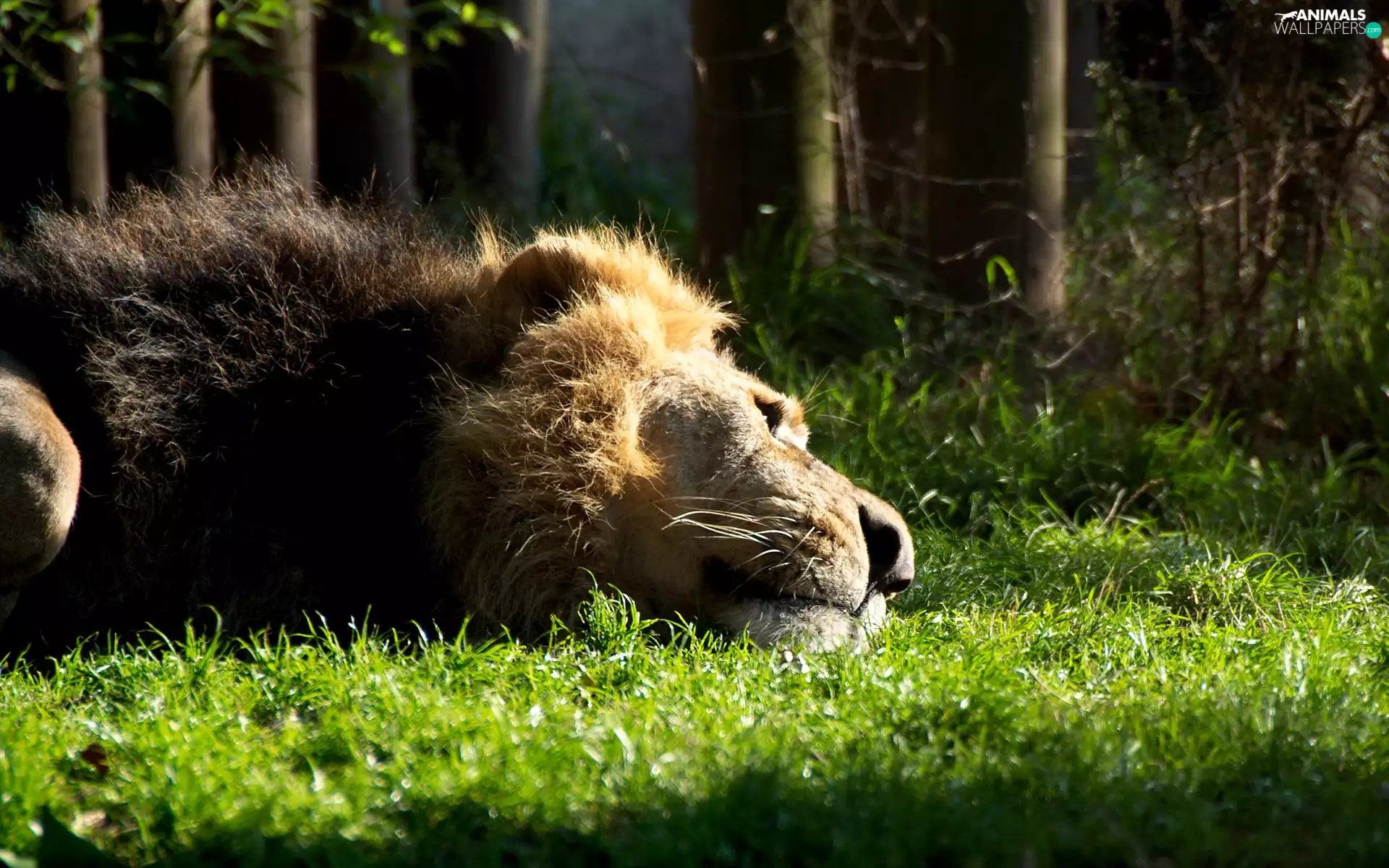 forest, Lion, grass