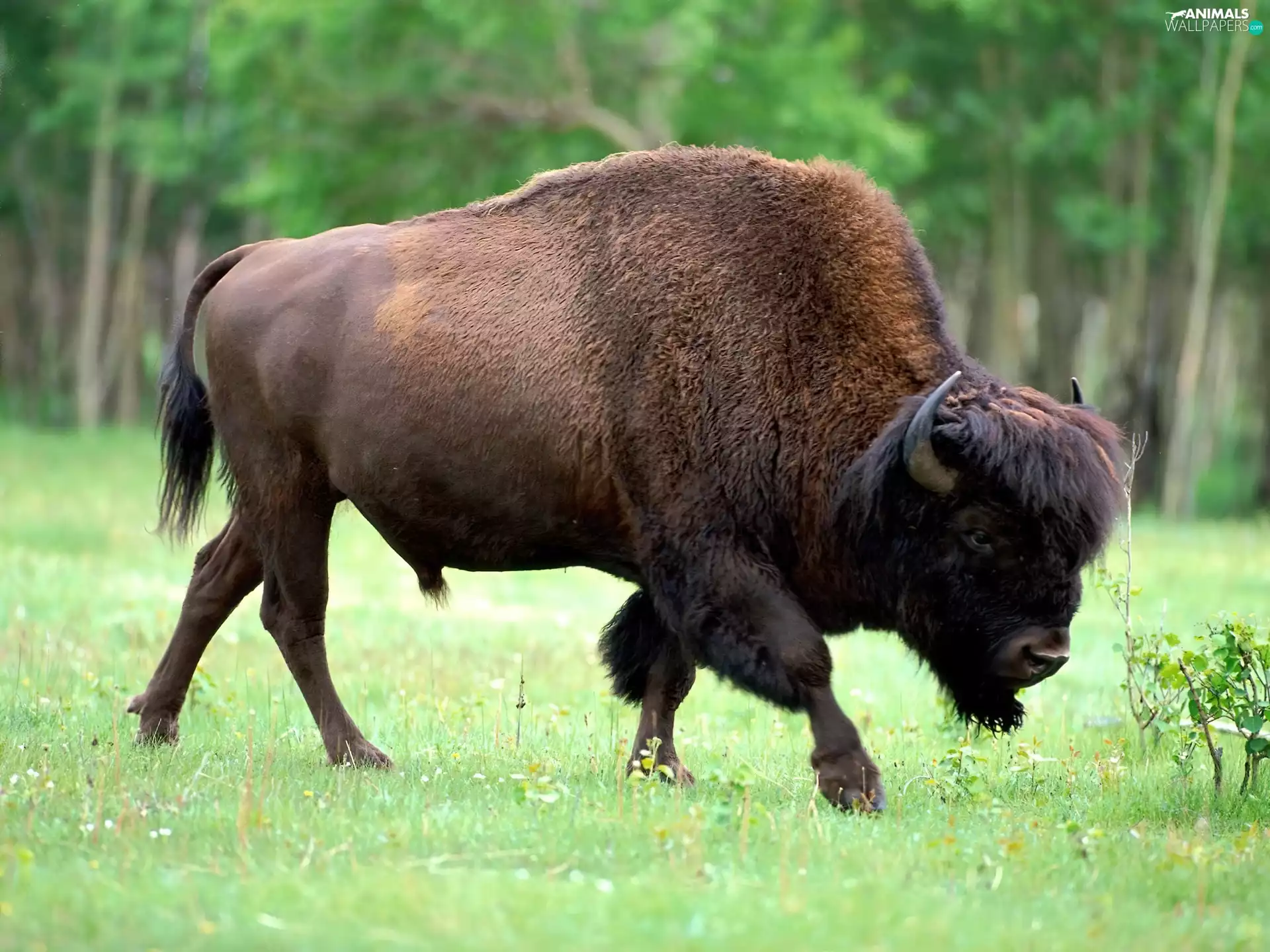 grass, Beer - Żubr, forest