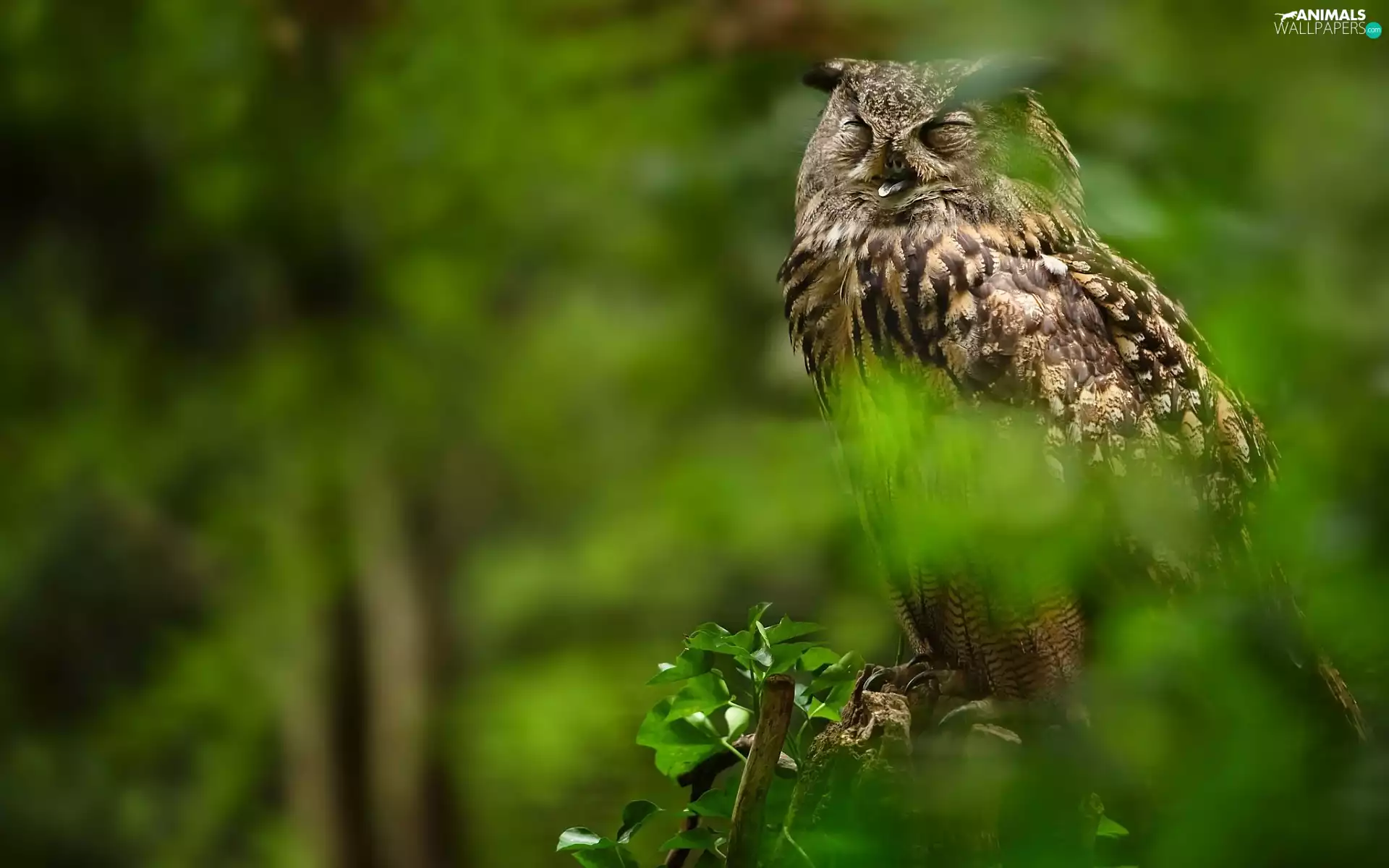 forest, owl, green