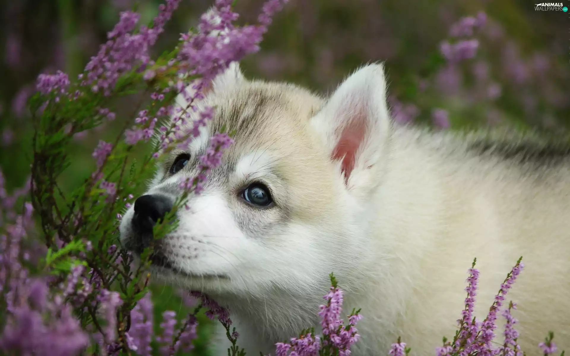 forest, Puppy, heather