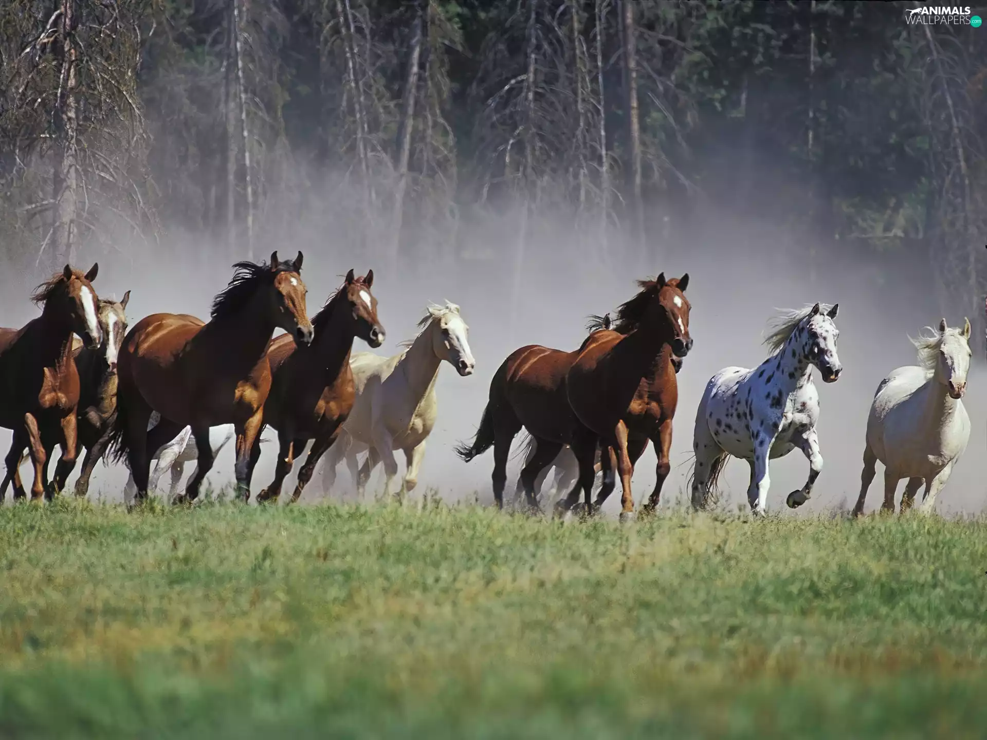 forest, Horse, herd