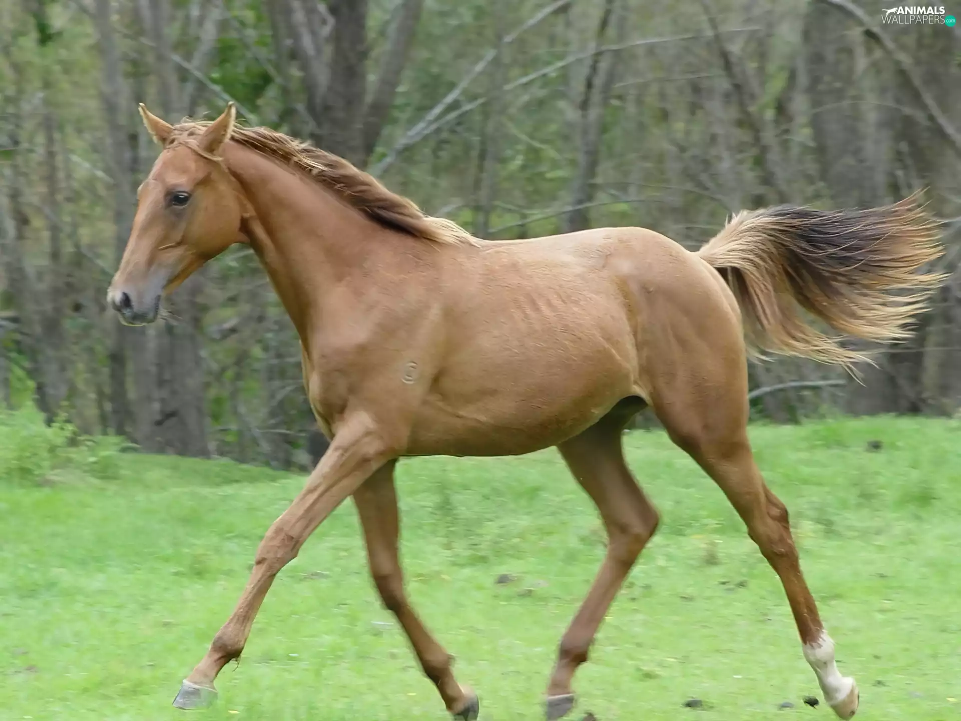 forest, tarsus, Horse