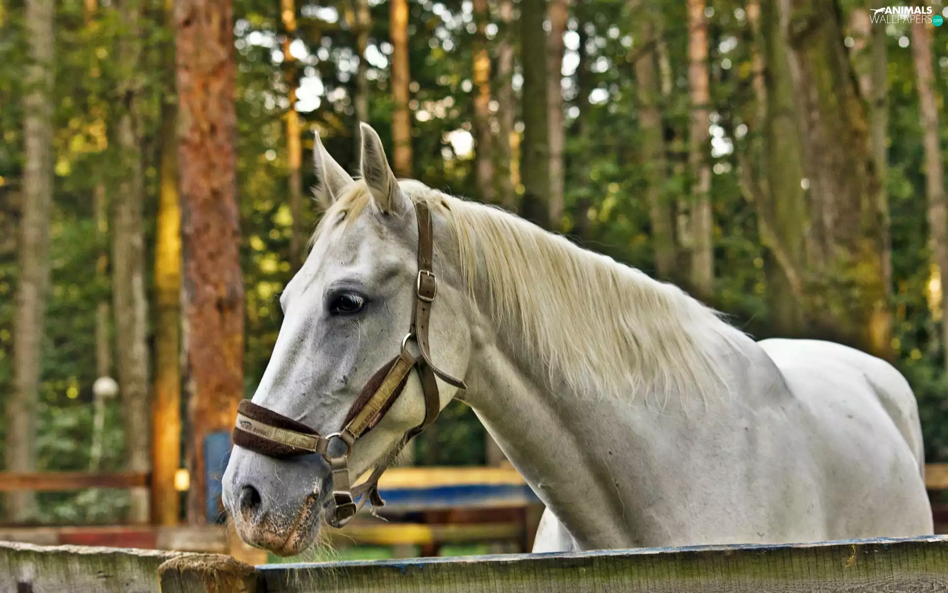 forest, White, Horse