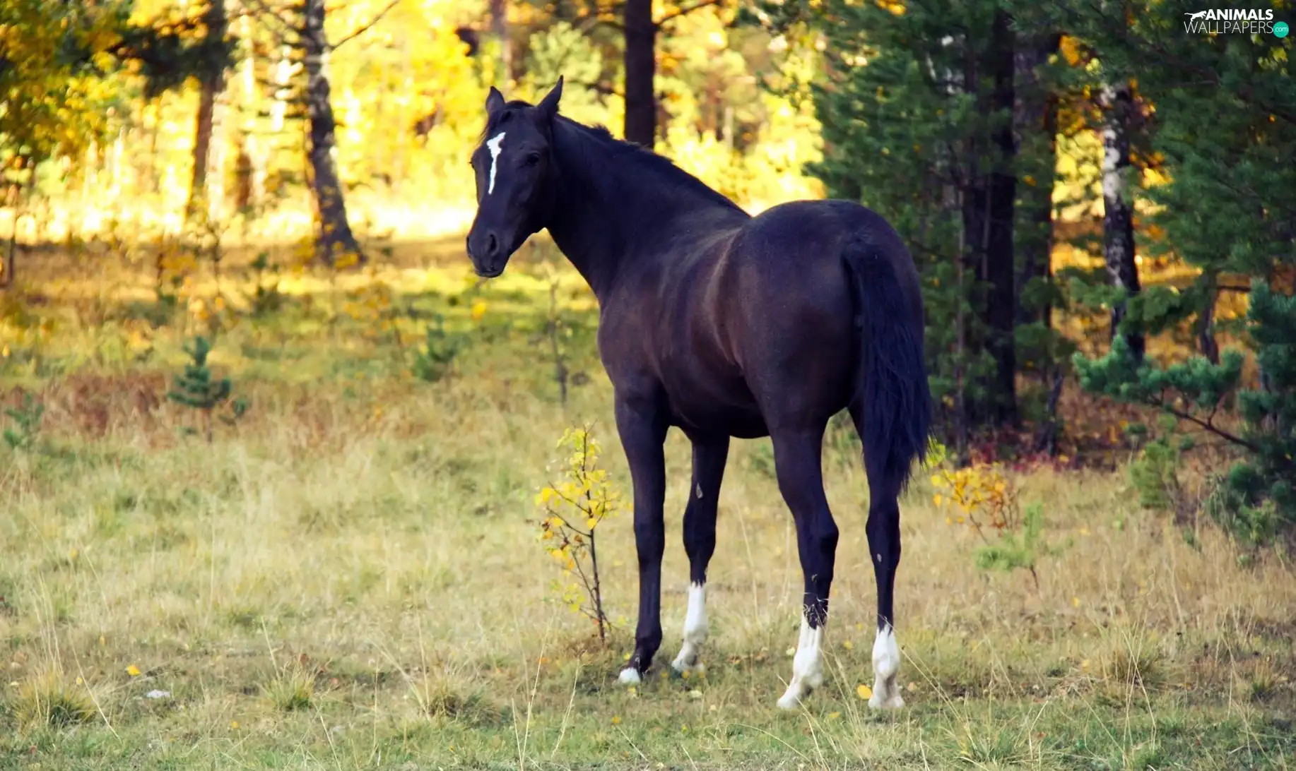 forest, Horse