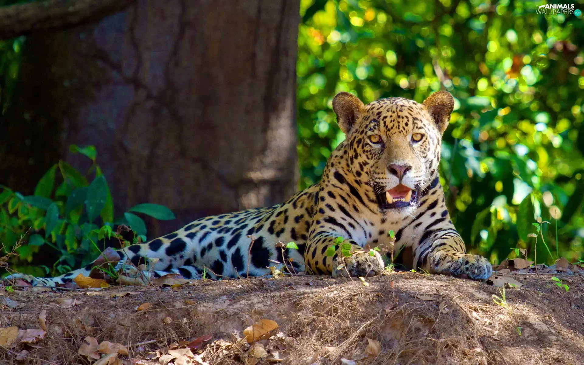 forest, lying, Jaguar