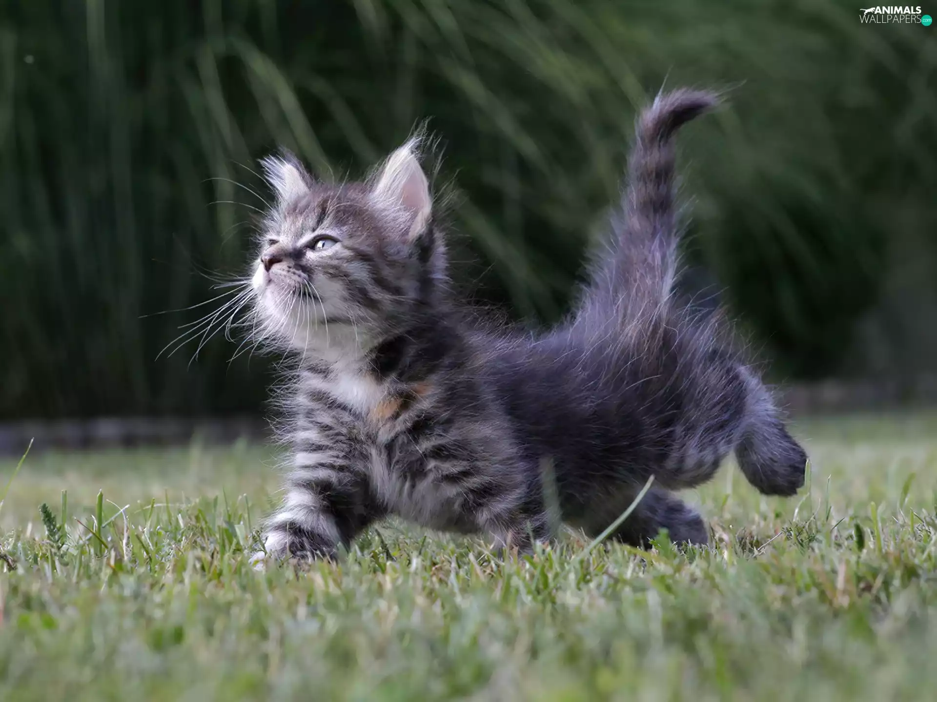 Norwegian, forest, kitty, hair, honeyed