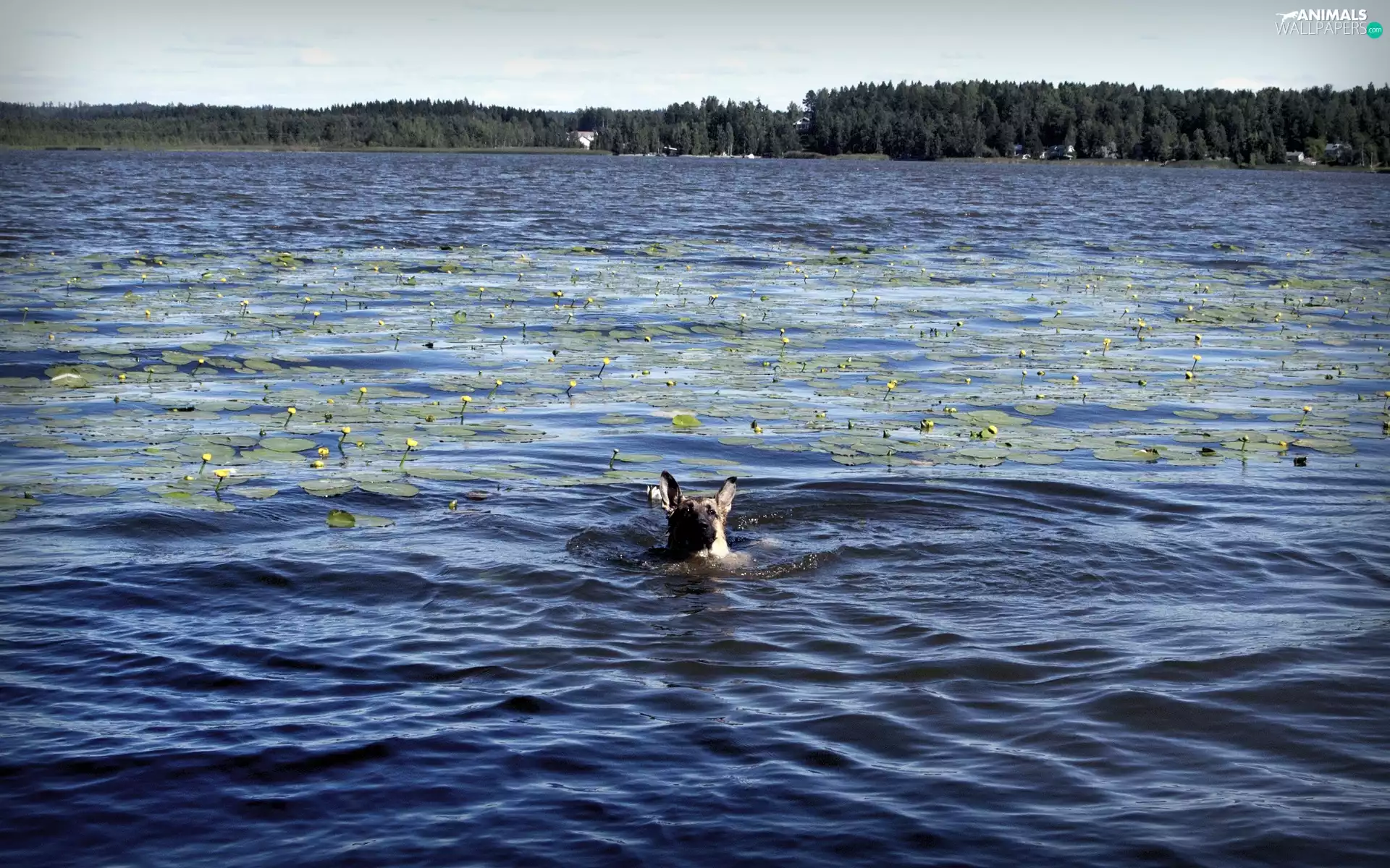forest, dog, lake