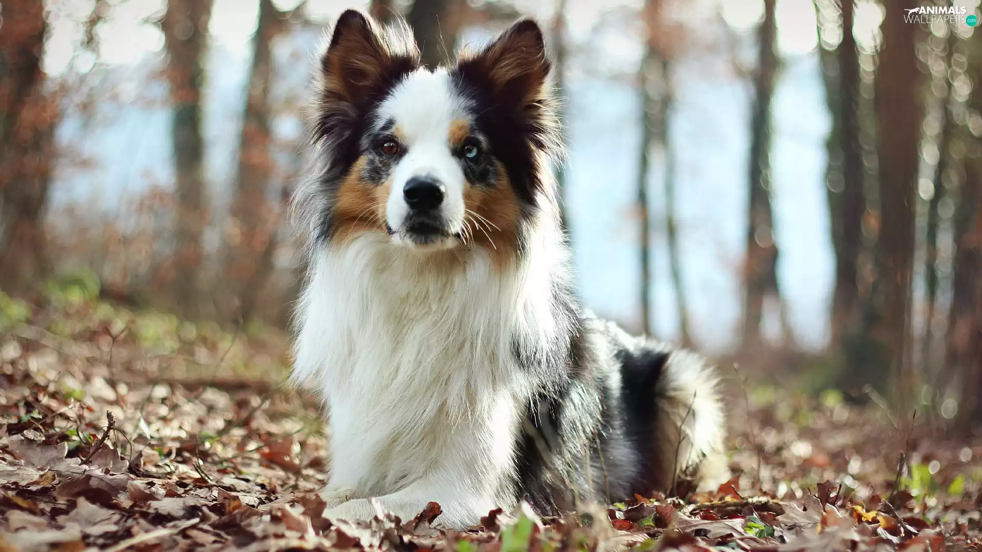 Leaf, Border Collie, forest