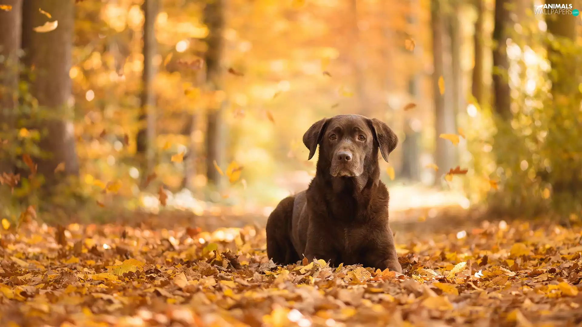 Leaf, Labrador Retriever, forest