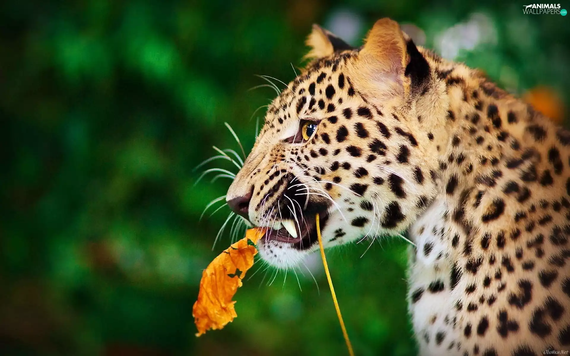 Leopards, leaf, Autumn, forest