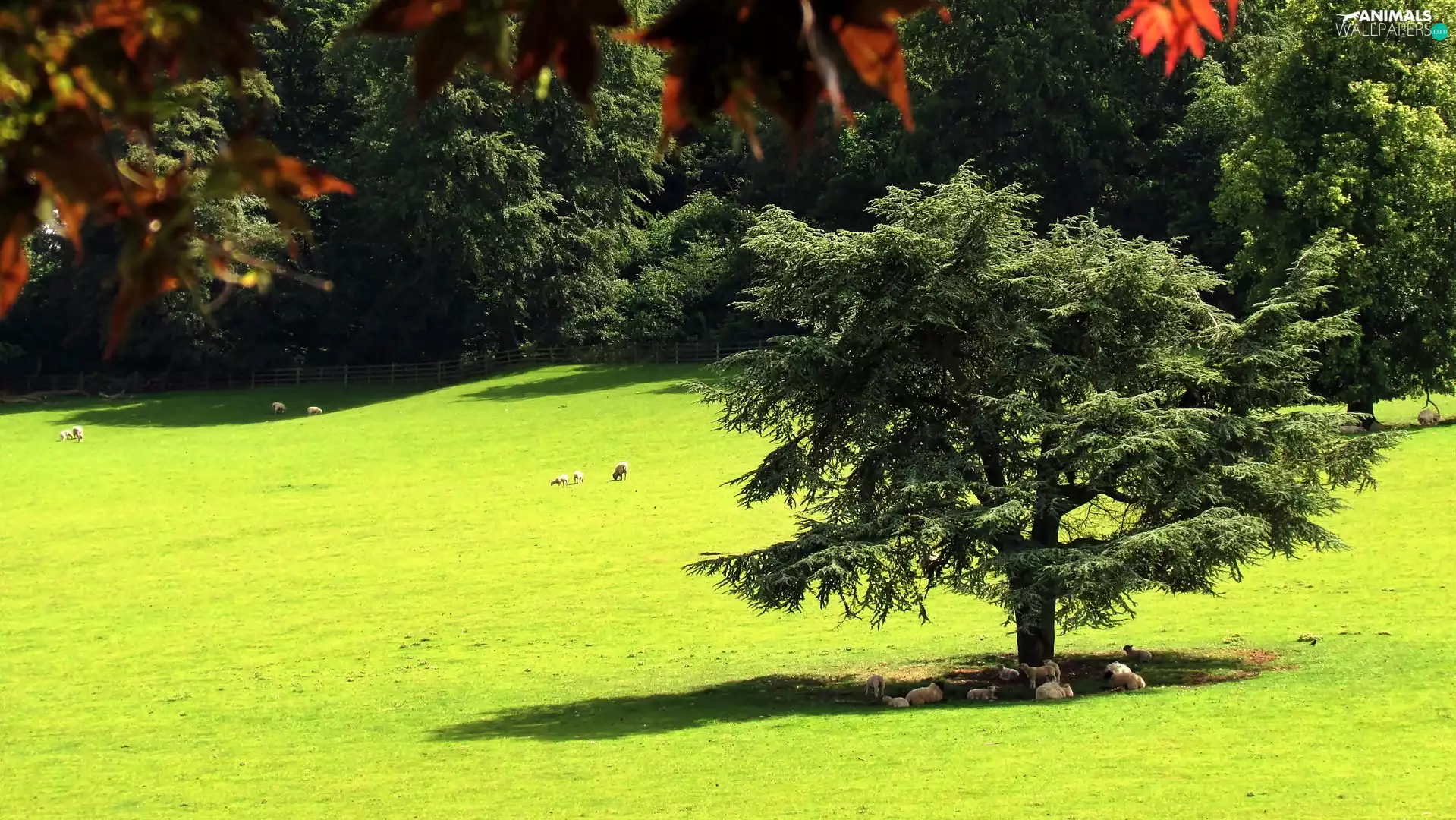 forest, summer, Meadow, Sheep, flash, luminosity, ligh, sun, Przebijające
