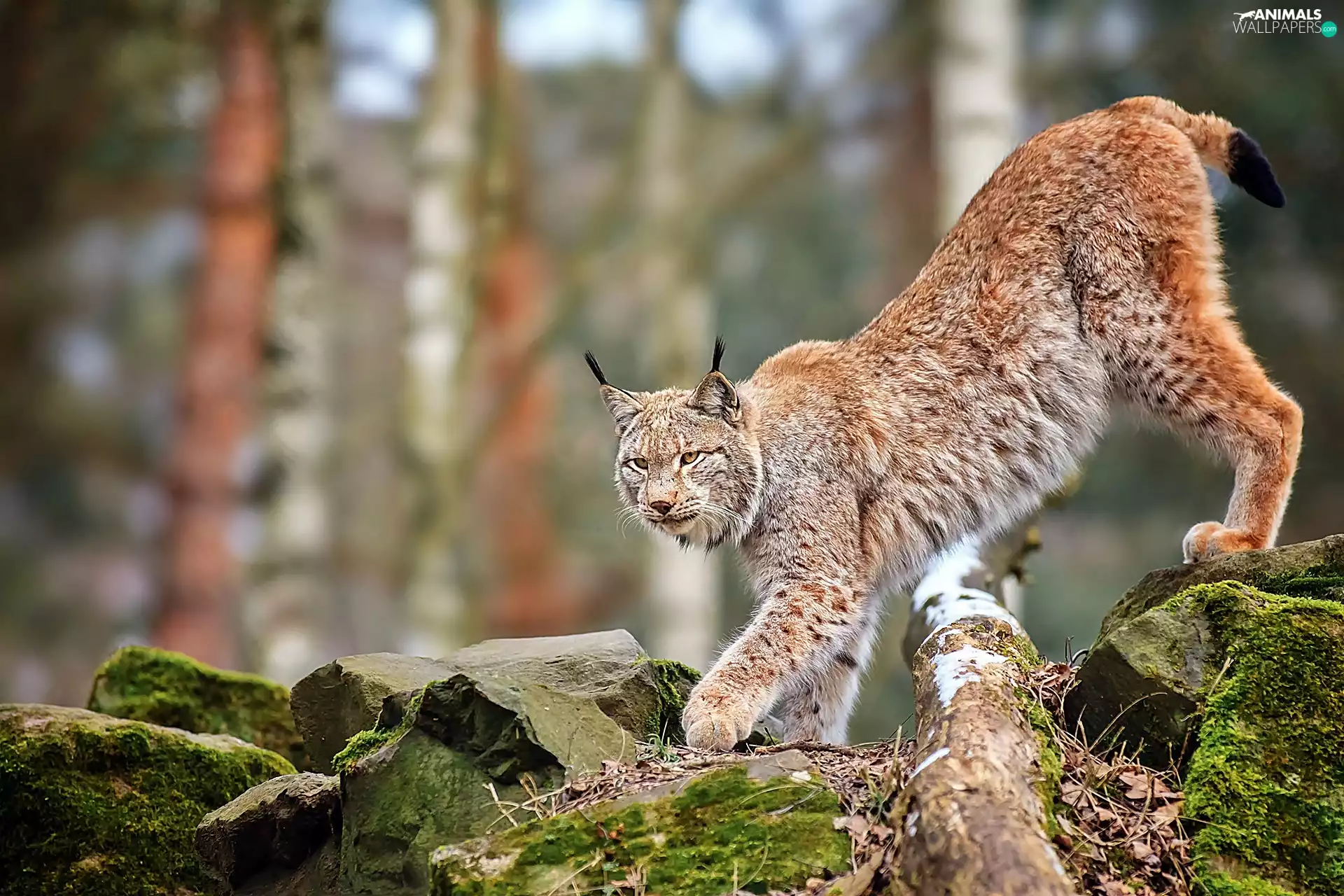 Lynx, mossy, boulders, forest