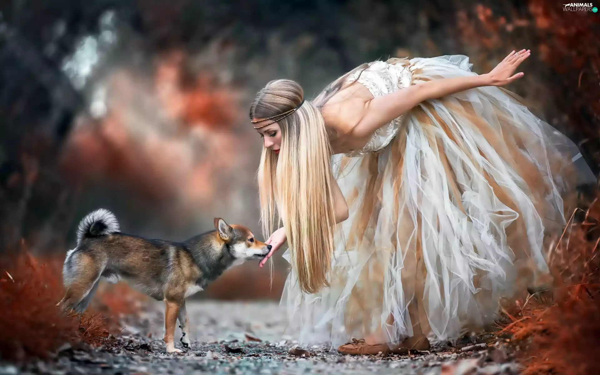 girl, Shiba inu, forest, Way, magical