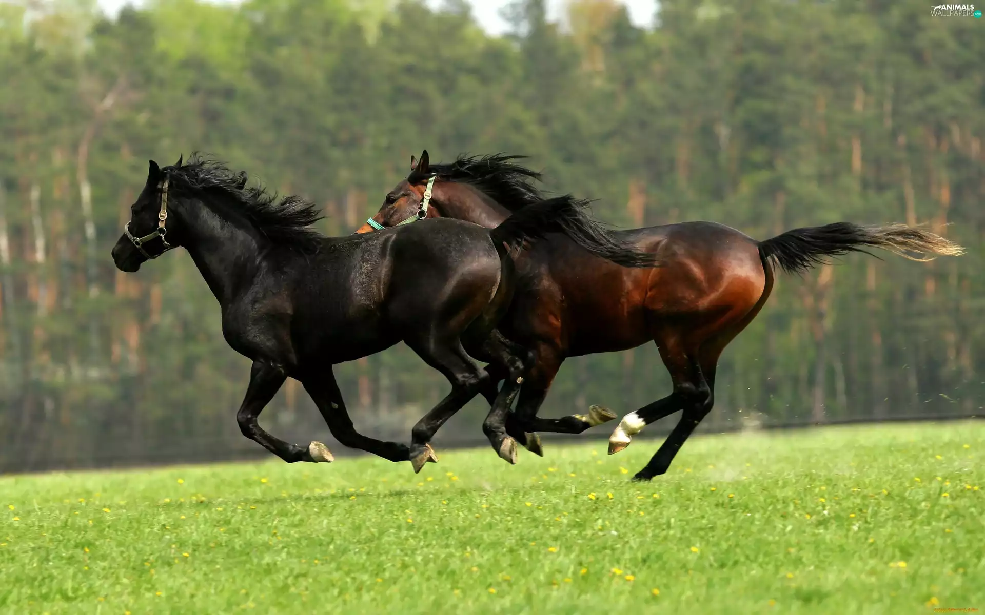 forest, bloodstock, Meadow