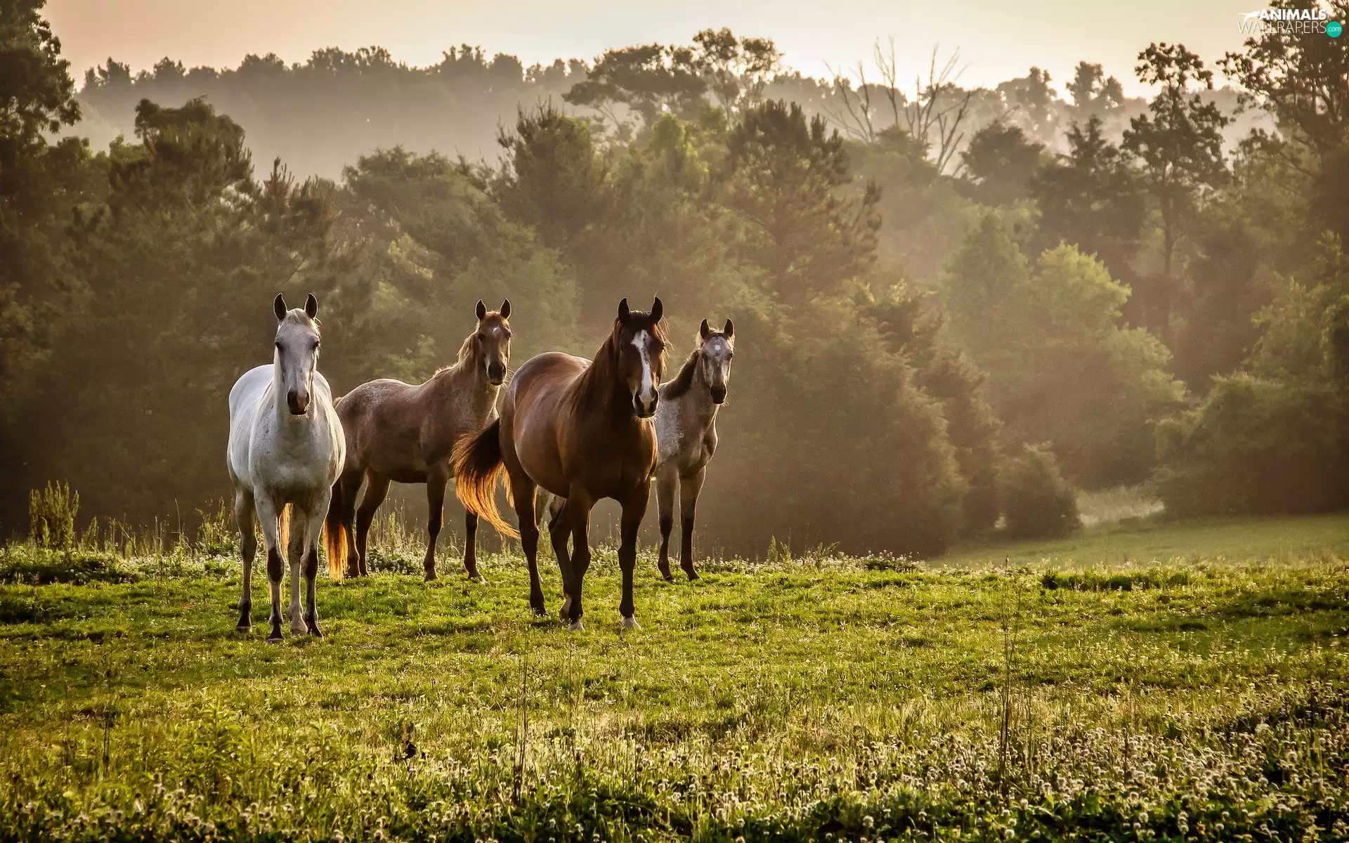 forest, bloodstock, Meadow