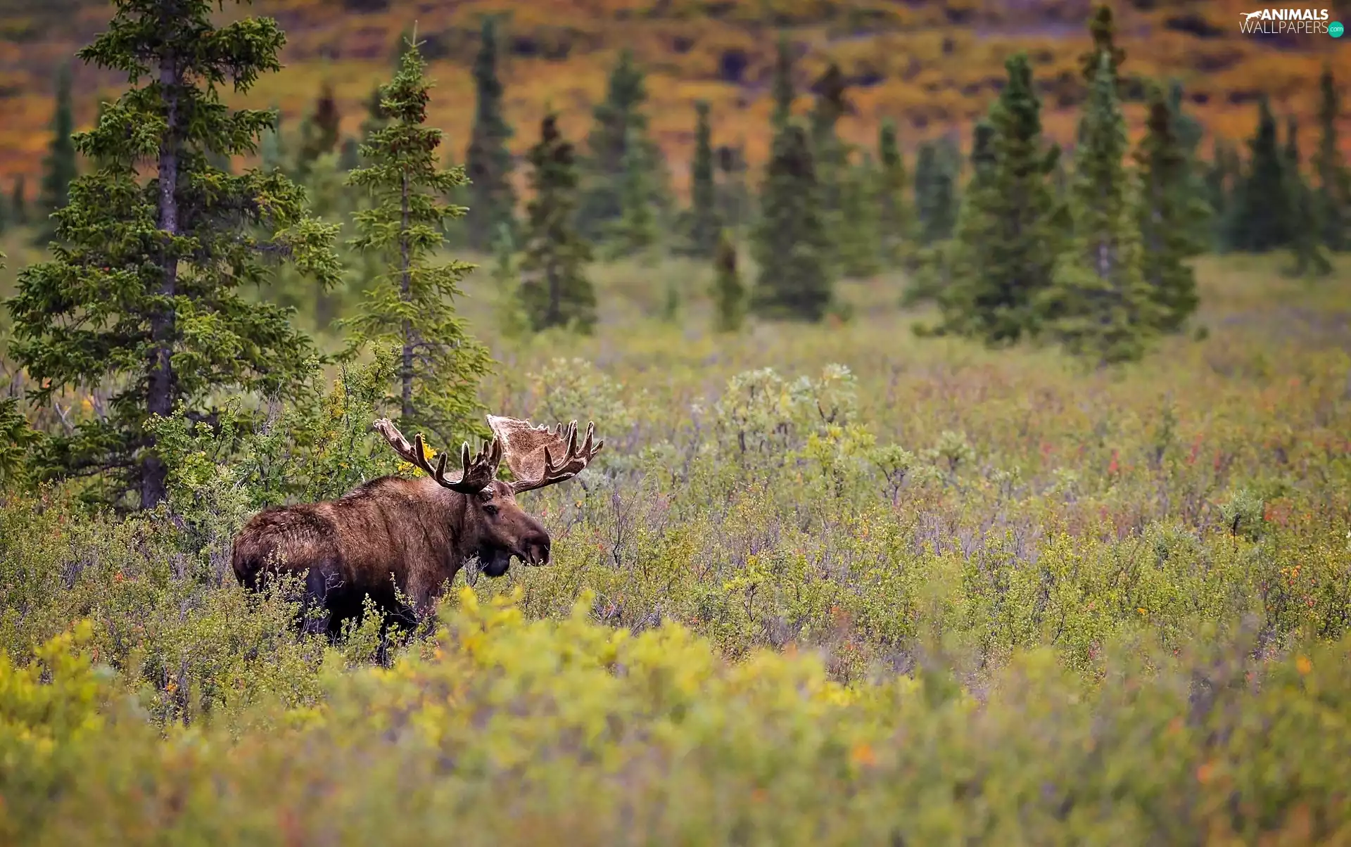 forest, moose, Meadow
