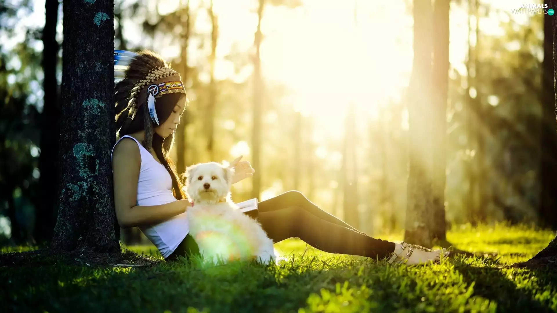 forest, plume, rays, doggy, girl, car in the meadow, sun
