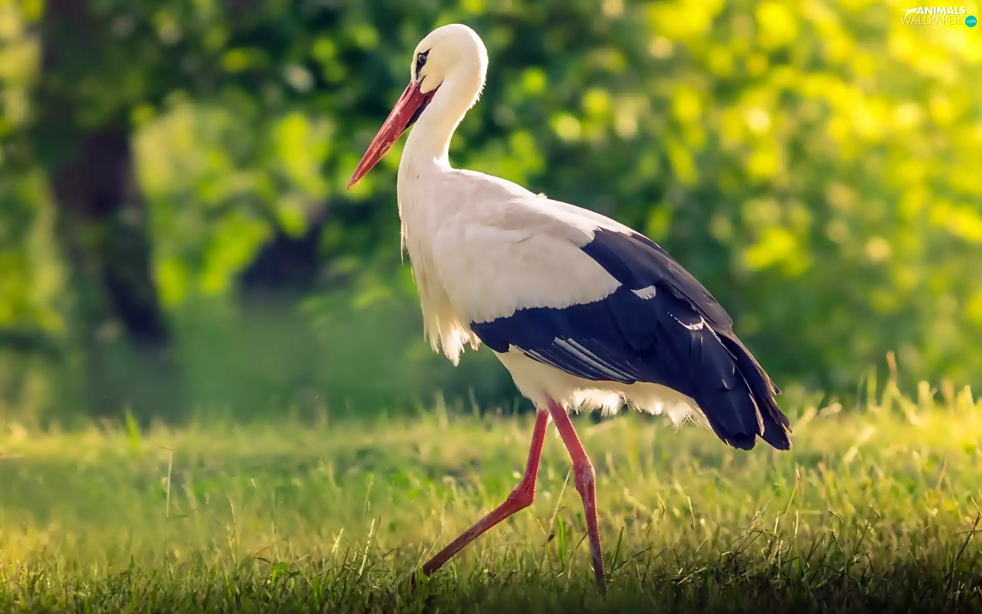 forest, stork, Meadow