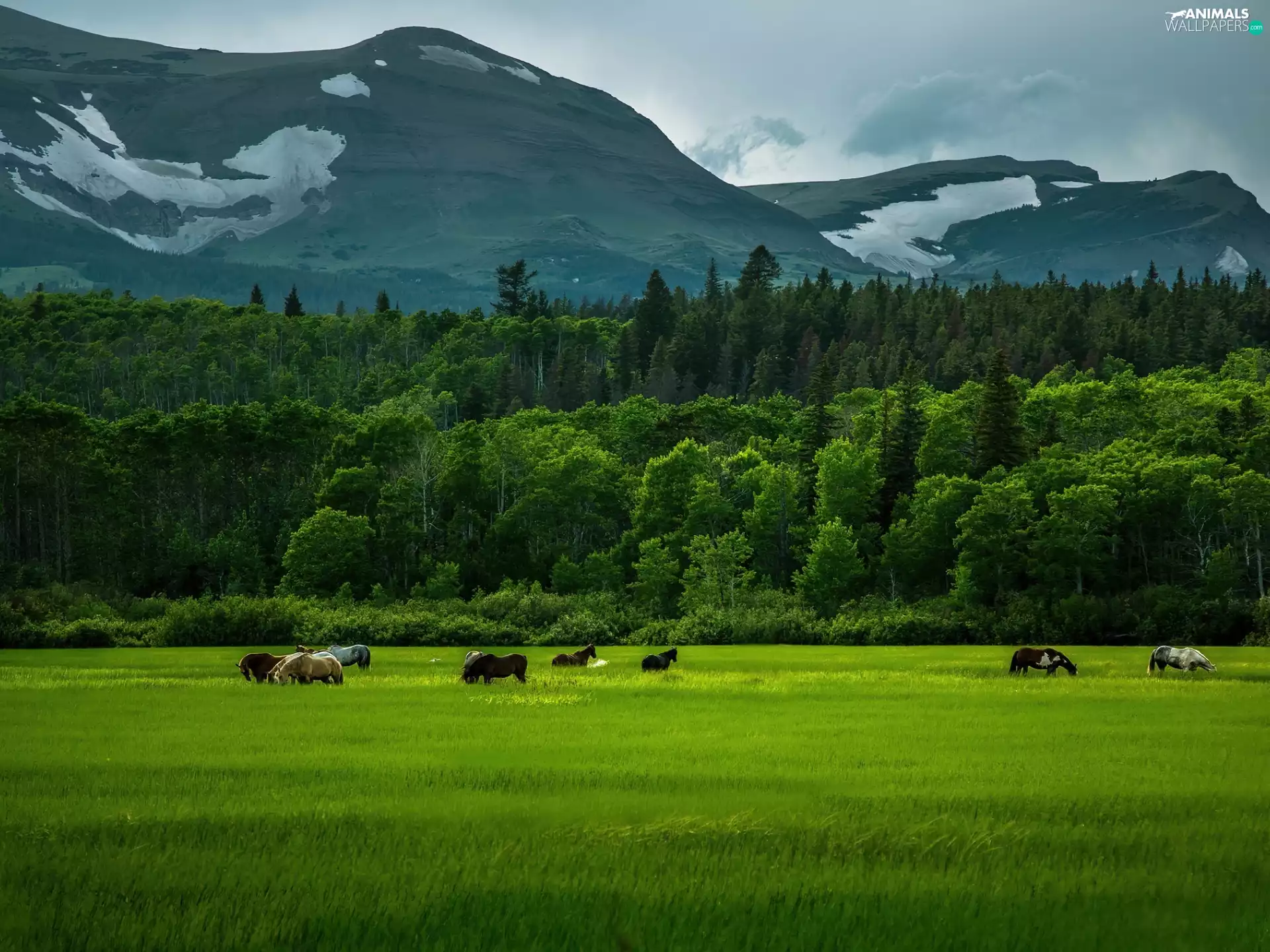 Mountains, bloodstock, corn, forest
