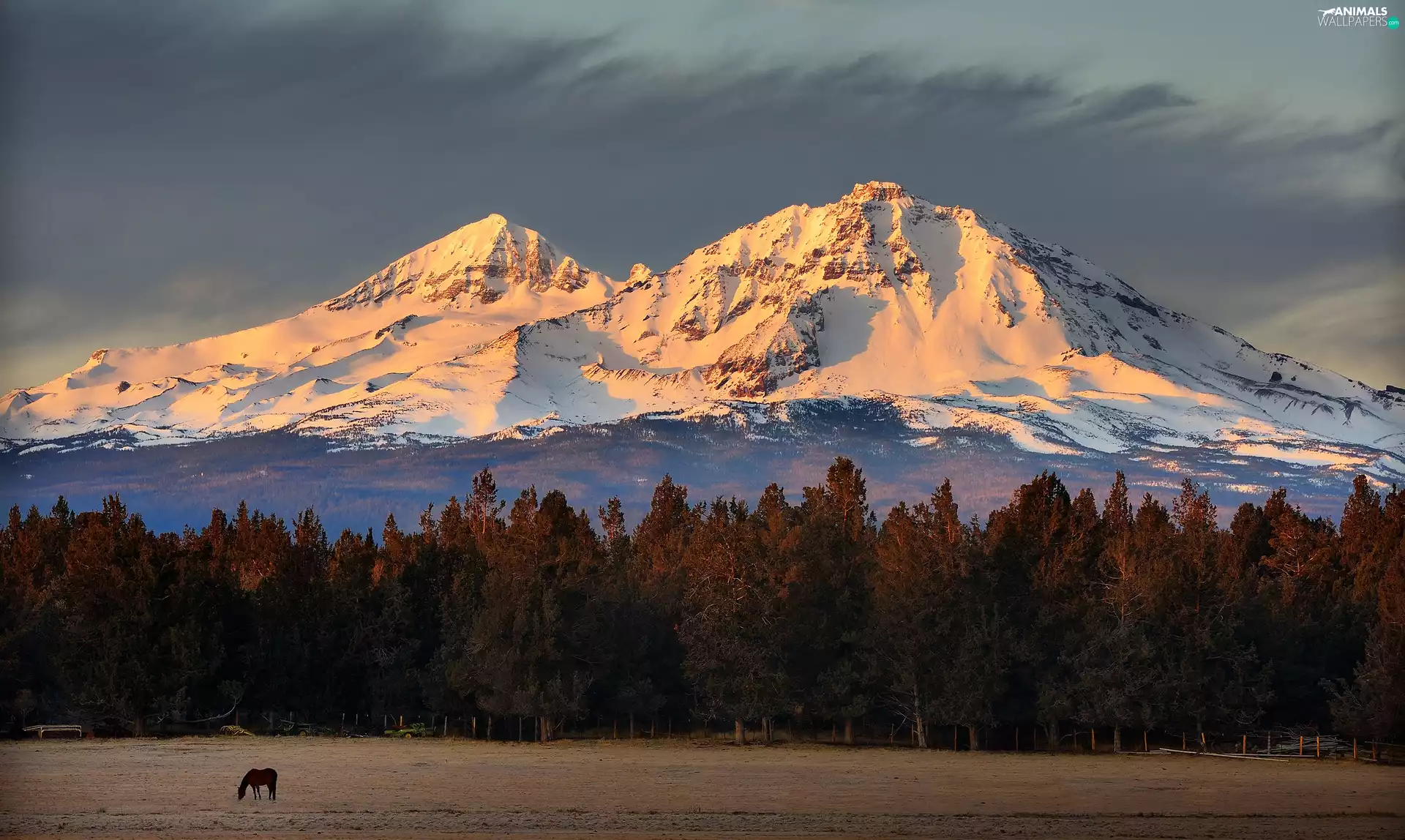 Mountains, Meadow, Horse, forest