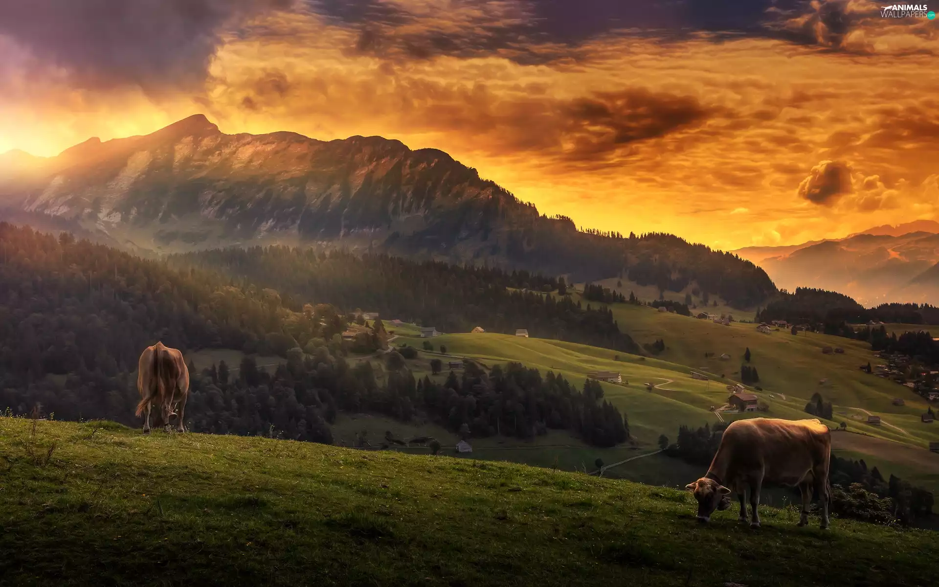 Cows, Great Sunsets, forest, Houses, Mountains
